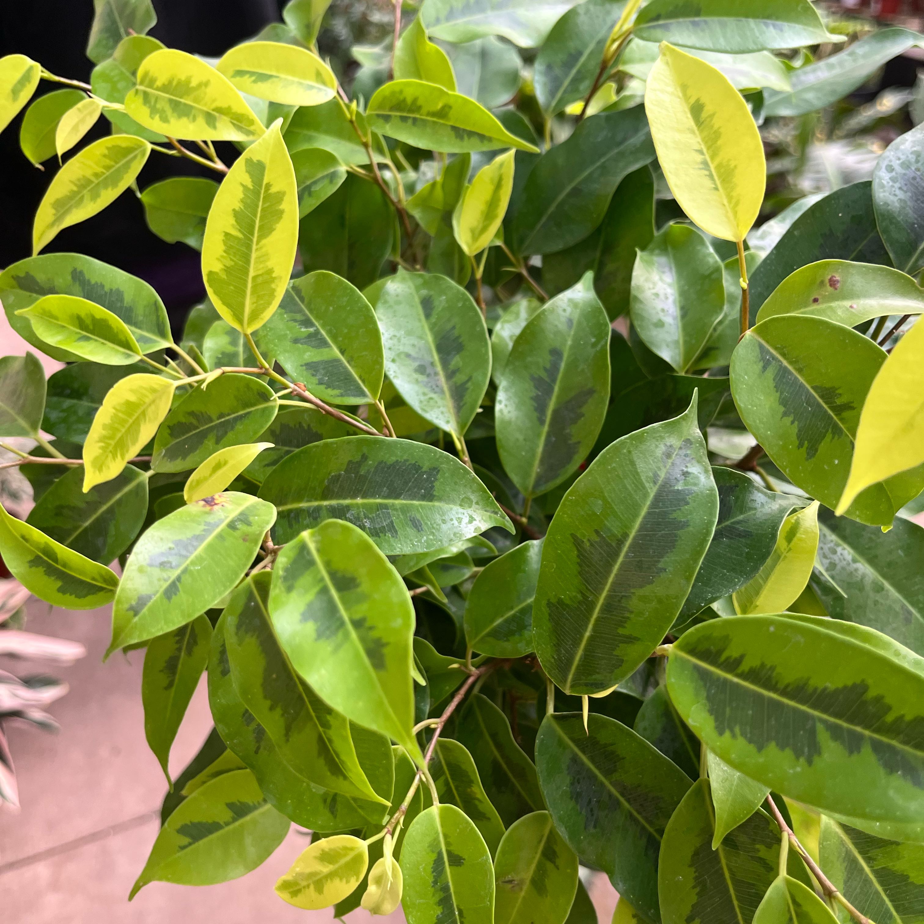 Photo of the plant species Neon Marguerite Weeping Fig by @Hails42 named Lenny on Greg, the plant care app