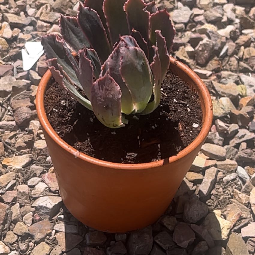Photo of the plant species Echeveria 'Neon Breaker' by @Hails42 named Mando on Greg, the plant care app