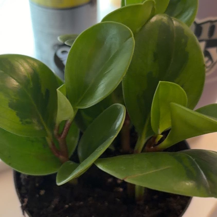 Photo of the plant species Lemon Lime Peperomia by @Hails42 named Leonard on Greg, the plant care app