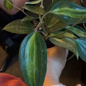 Photo of the plant species Hoya macrophylla by @Hails42 named Goldie on Greg, the plant care app