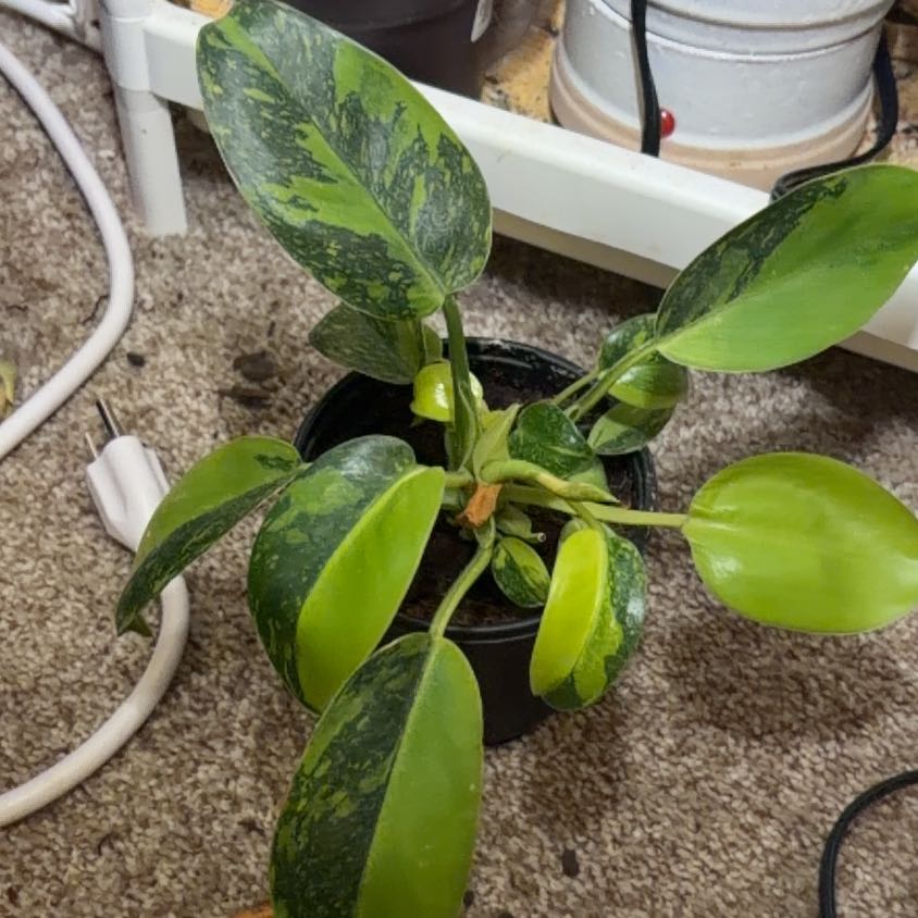 Photo of the plant species Green Congo by @Hails42 named Kobe on Greg, the plant care app