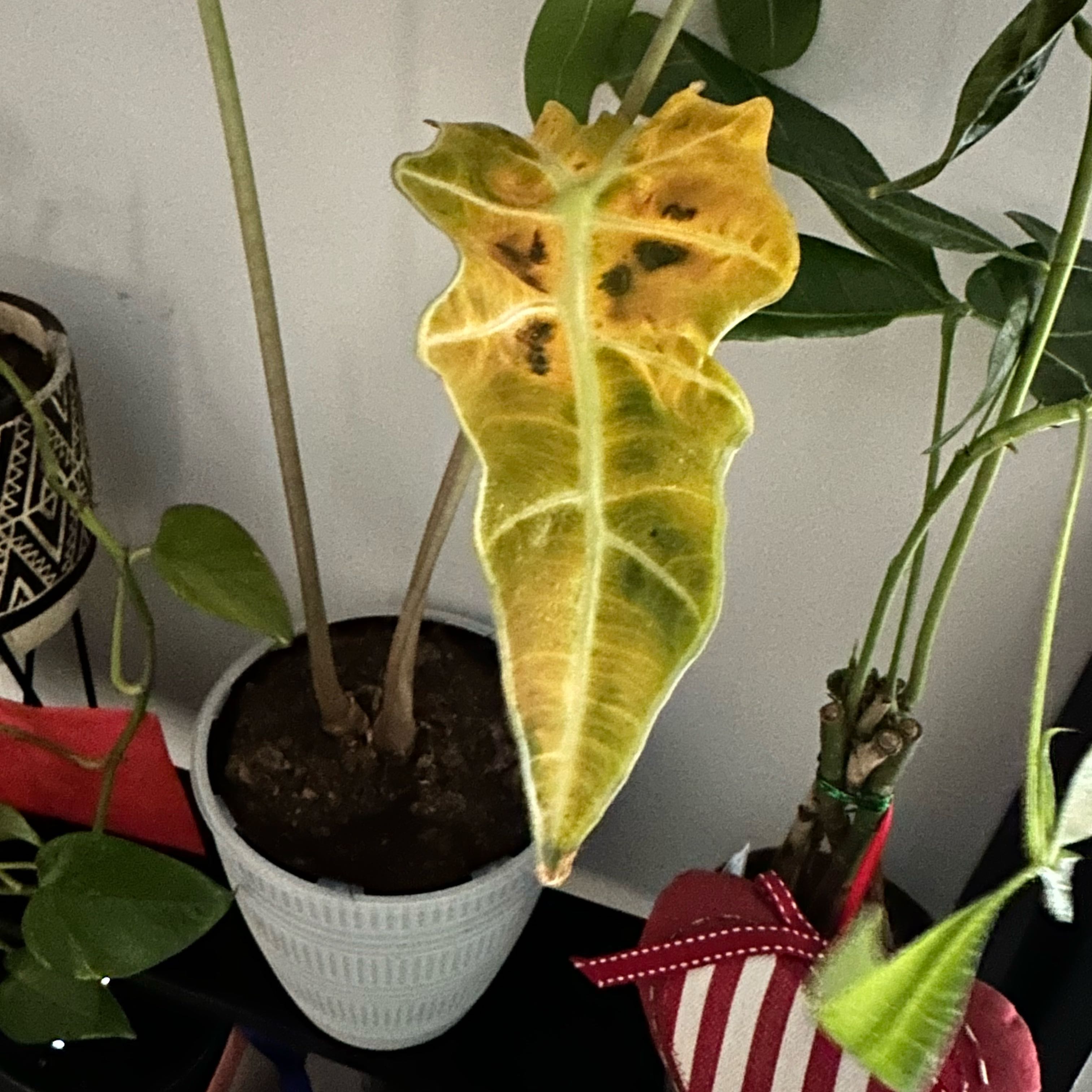 Tree Diddy | A plant by @LargeBabyrubber on Greg