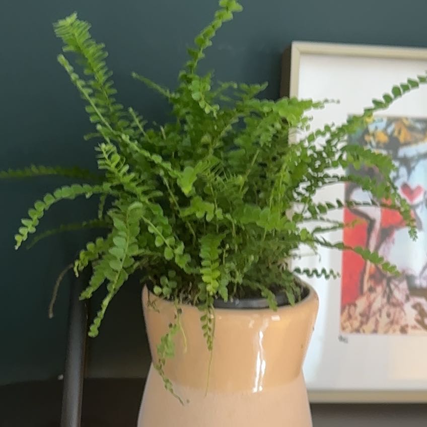 Photo of the plant species Lucky Lemon Fern by @SubtleHopsedge named Lucky Lemon Fern on Greg, the plant care app