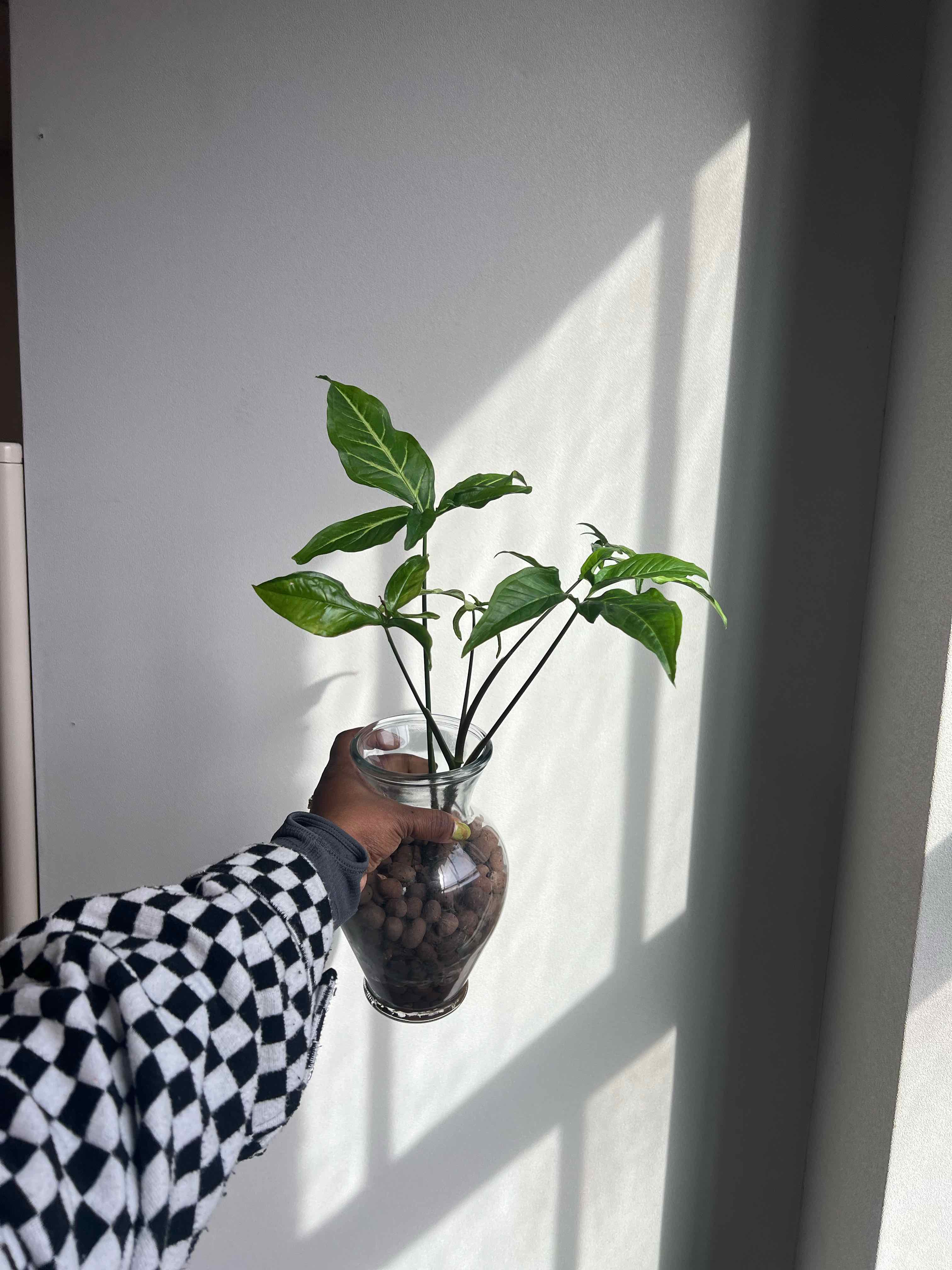 Photo of the plant species Syngonium angustatum by @DailyDose_OfLee named Syberis on Greg, the plant care app