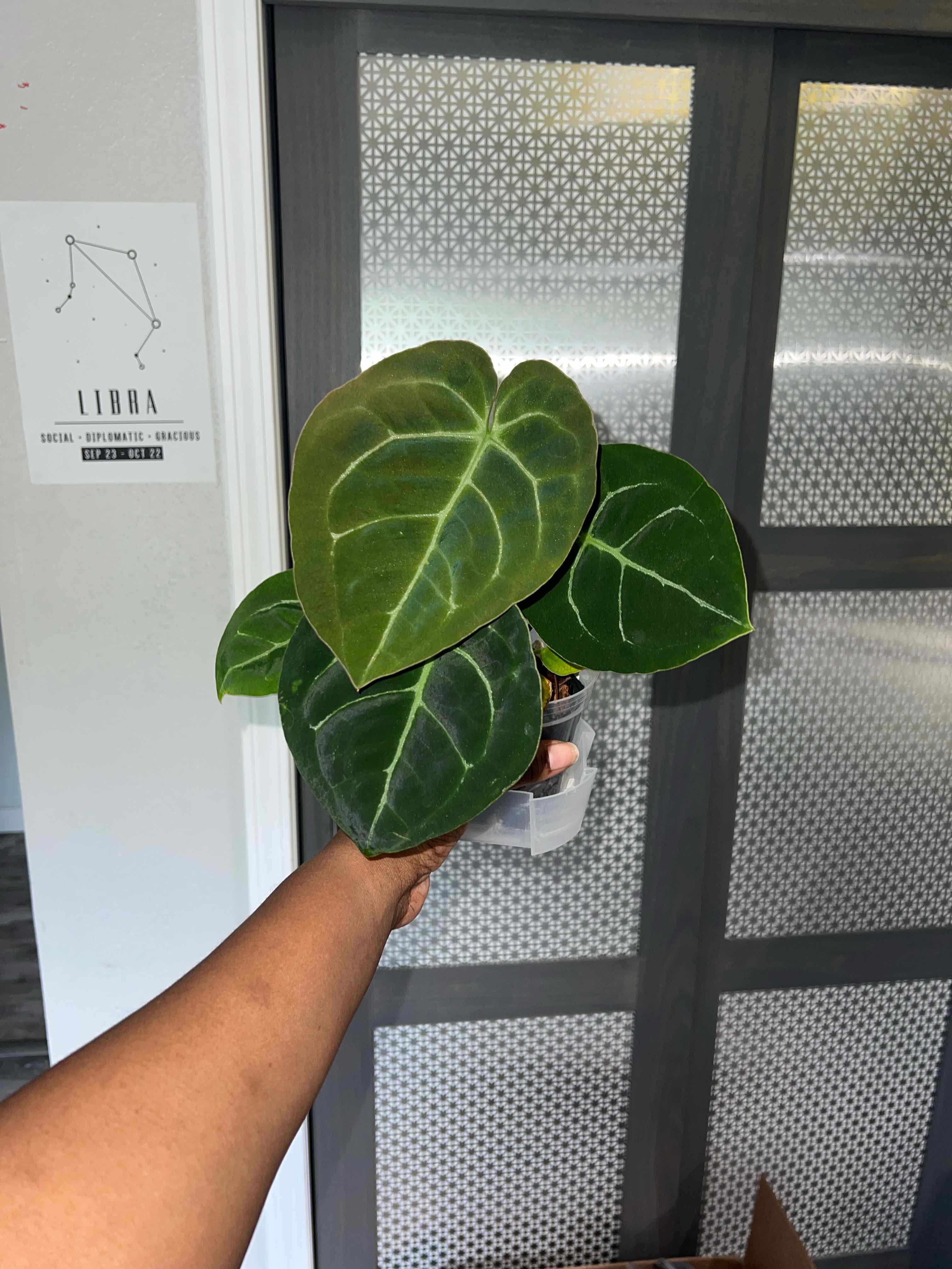 Photo of the plant species Anthurium King of Spades by @DailyDose_OfLee named King David on Greg, the plant care app