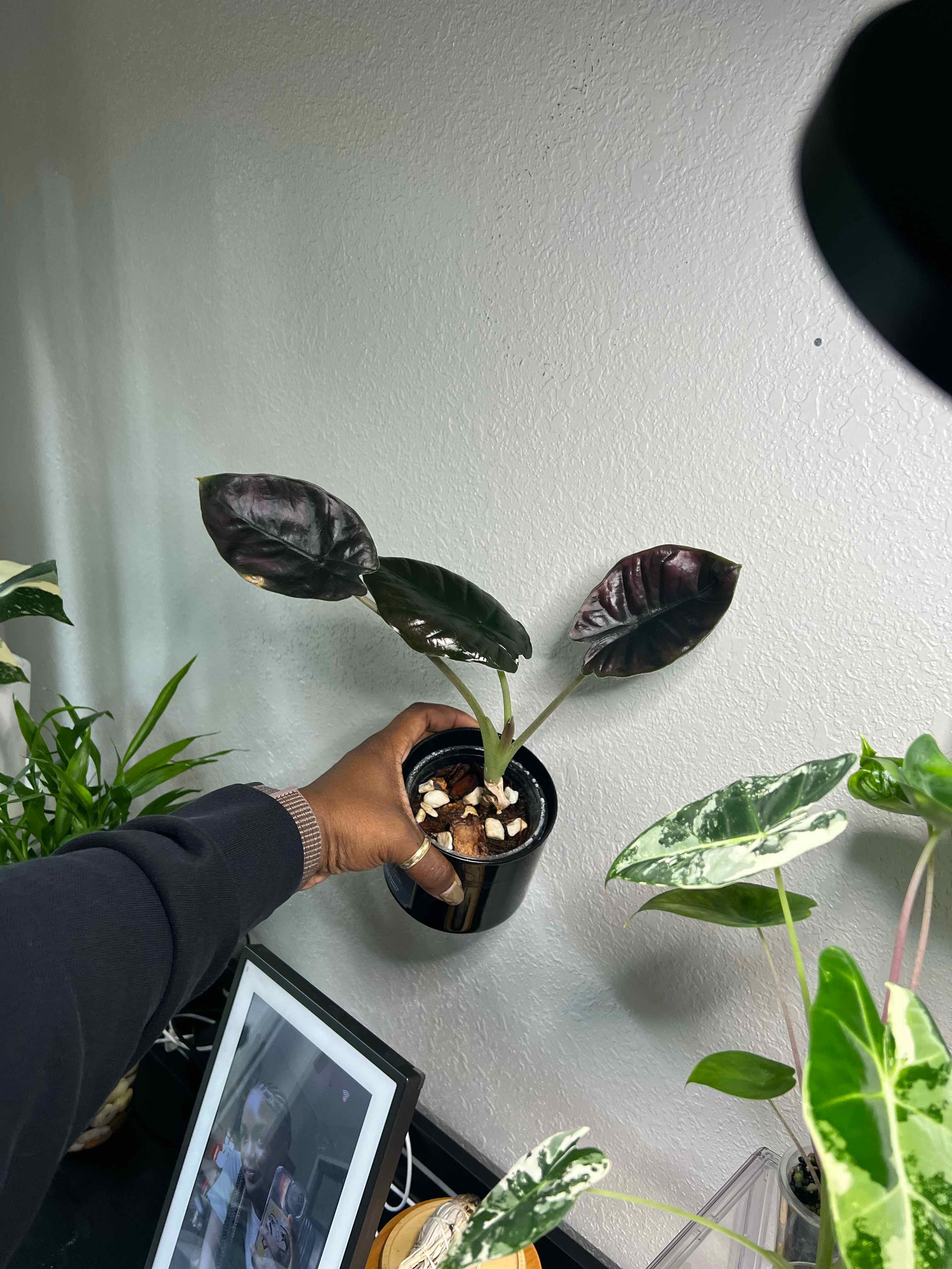 Photo of the plant species Alocasia nebula 'Imperialis' by @DailyDose_OfLee named Donatello 🟣 on Greg, the plant care app