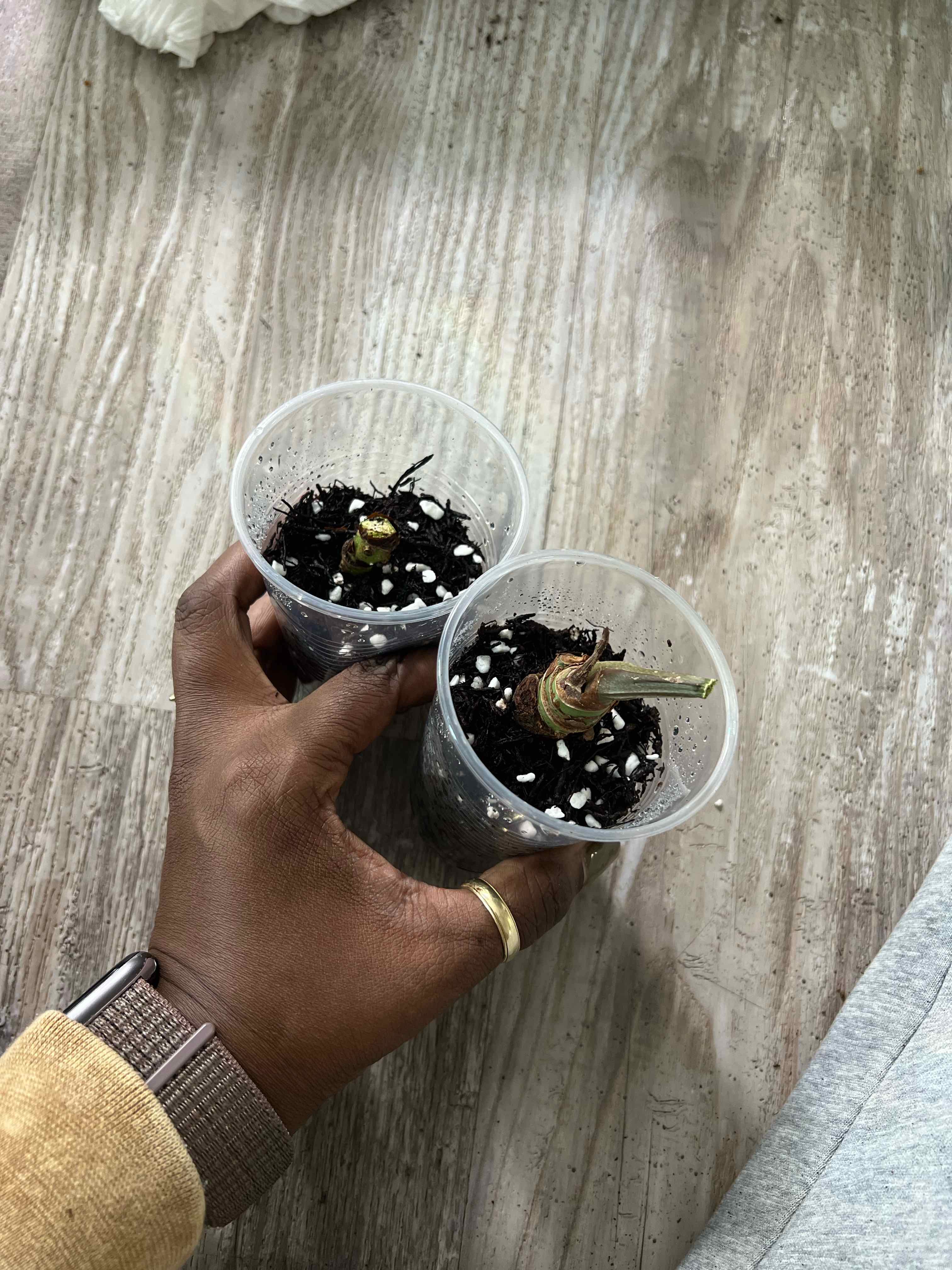 Photo of the plant species Anturio Dressleri by @DailyDose_OfLee named Raphael 🔴 on Greg, the plant care app