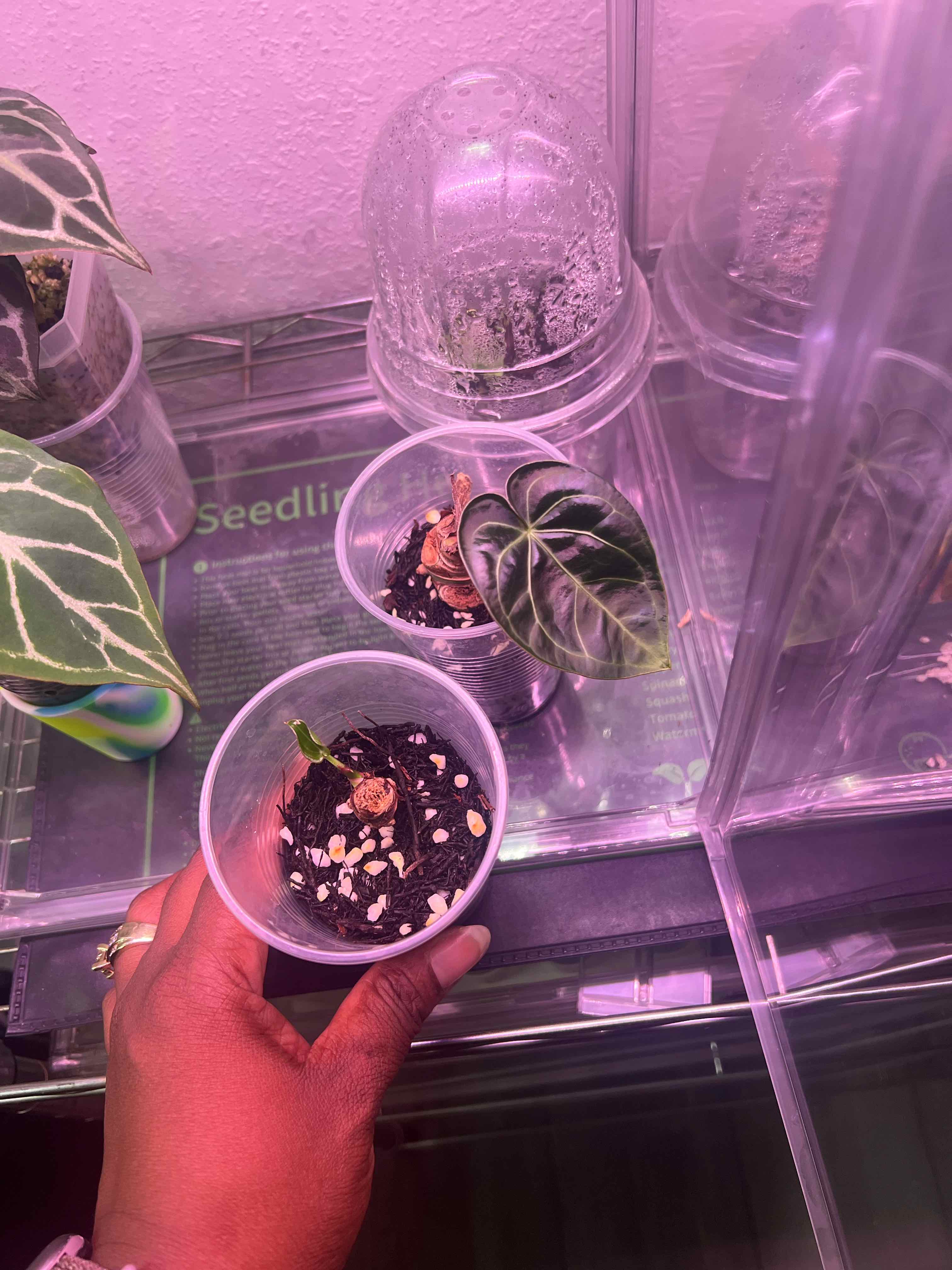 Photo of the plant species Anturio Dressleri by @DailyDose_OfLee named Raphael 🔴 on Greg, the plant care app