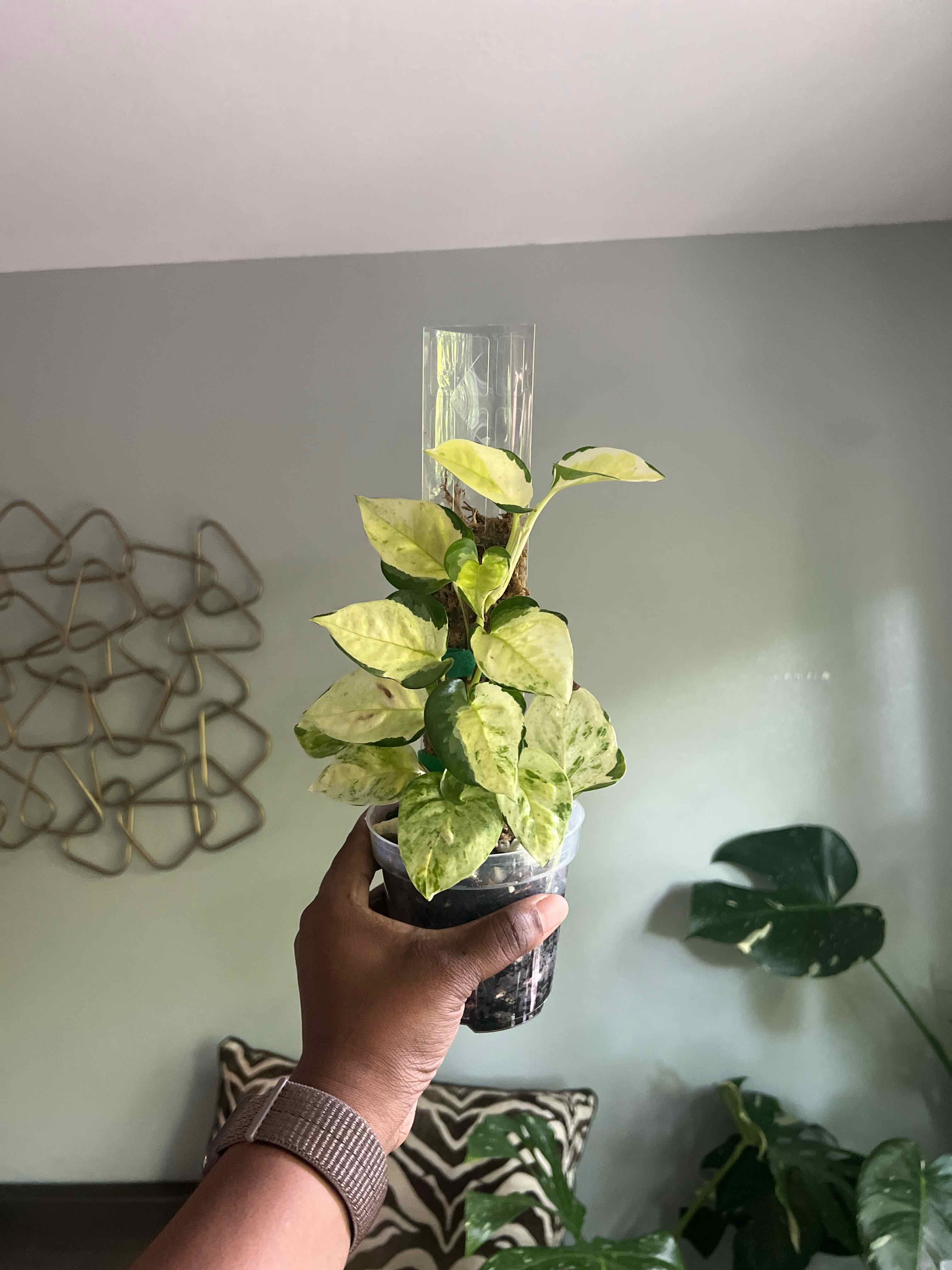 Photo of the plant species Japanese Global Pothos by @DailyDose_OfLee named J.G. on Greg, the plant care app