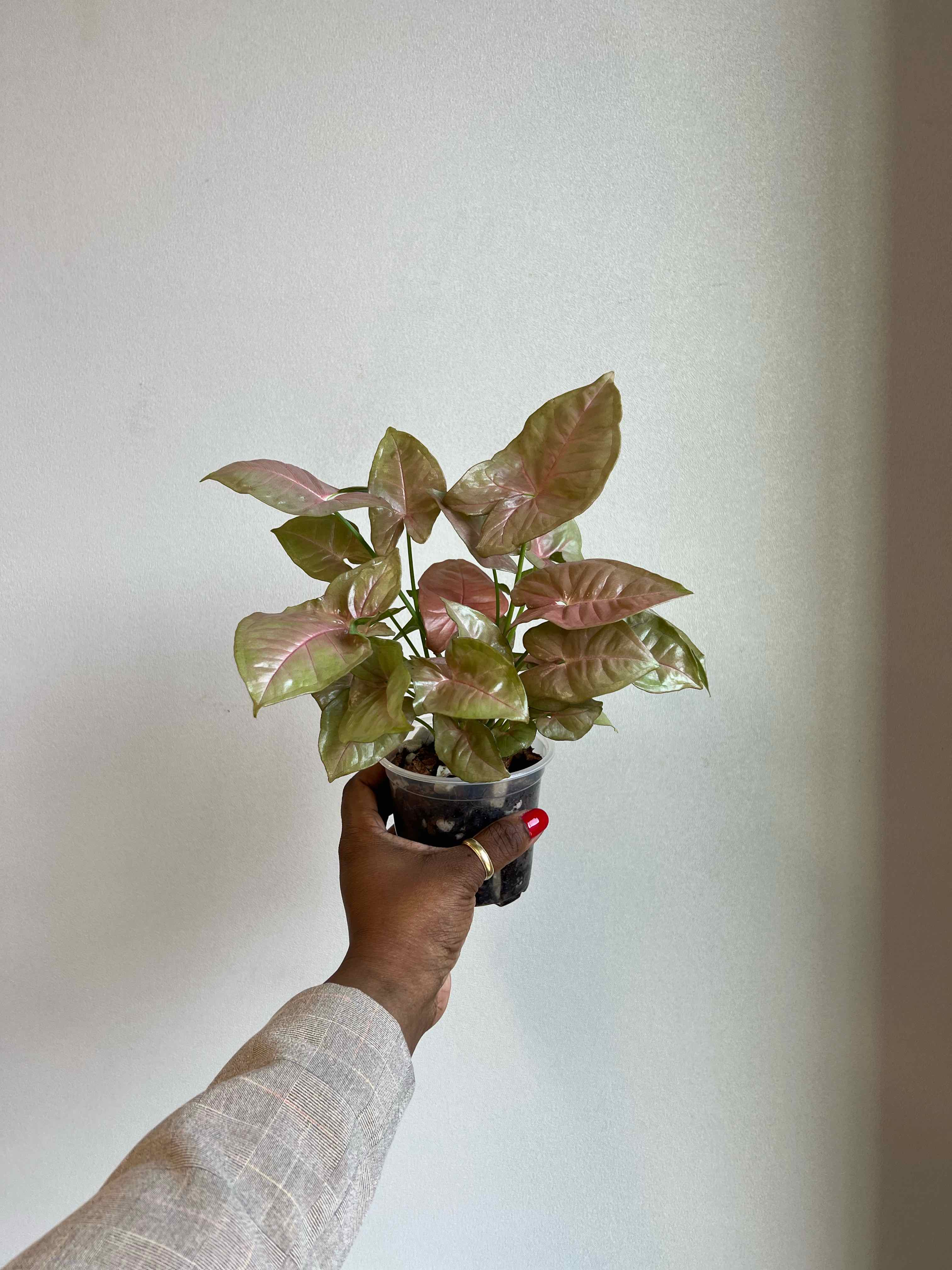 Photo of the plant species Pink Allusion Arrowhead Plant by @DailyDose_OfLee named Narni on Greg, the plant care app