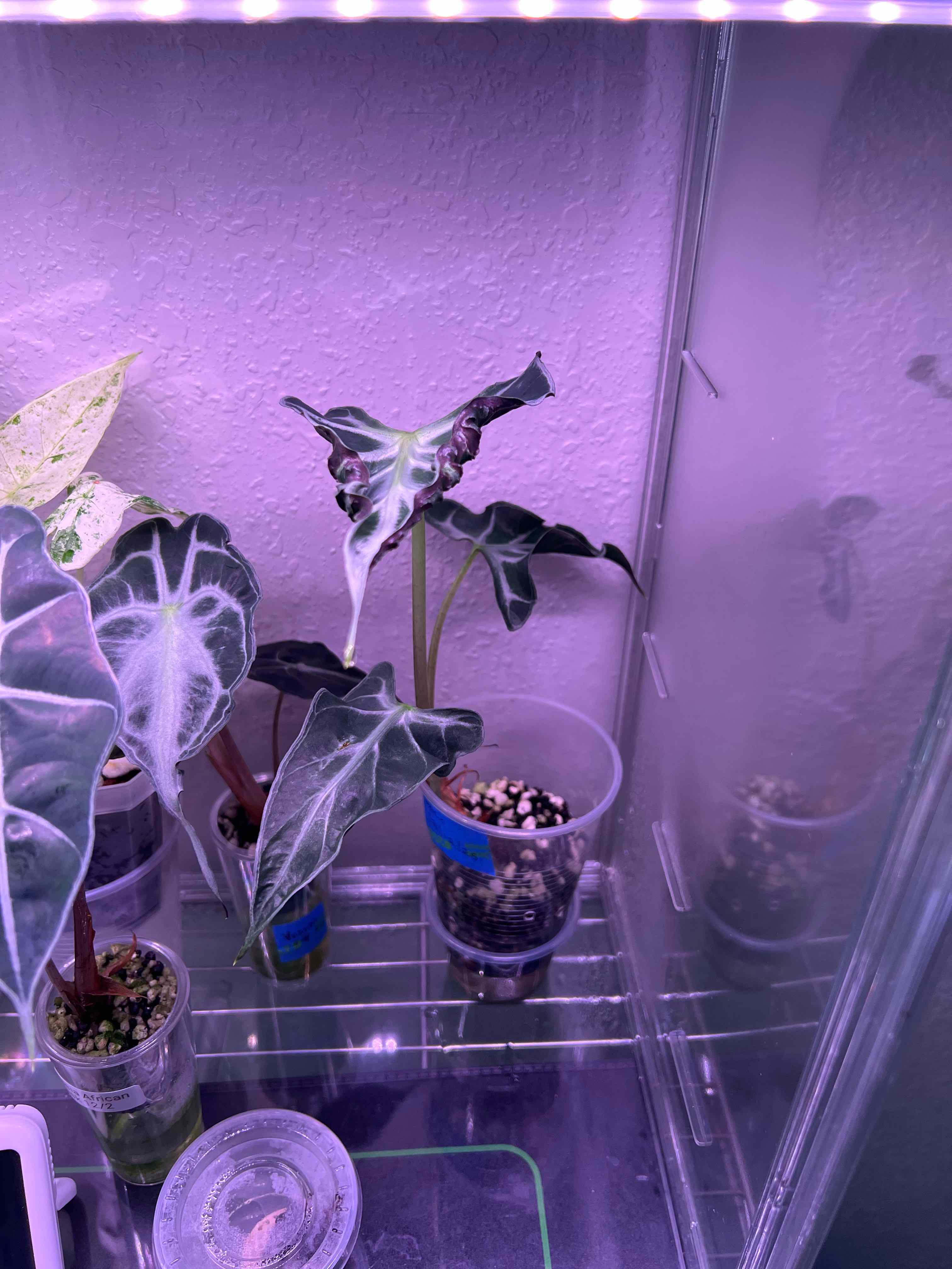 Photo of the plant species Alocasia Loco by @DailyDose_OfLee named Loki on Greg, the plant care app