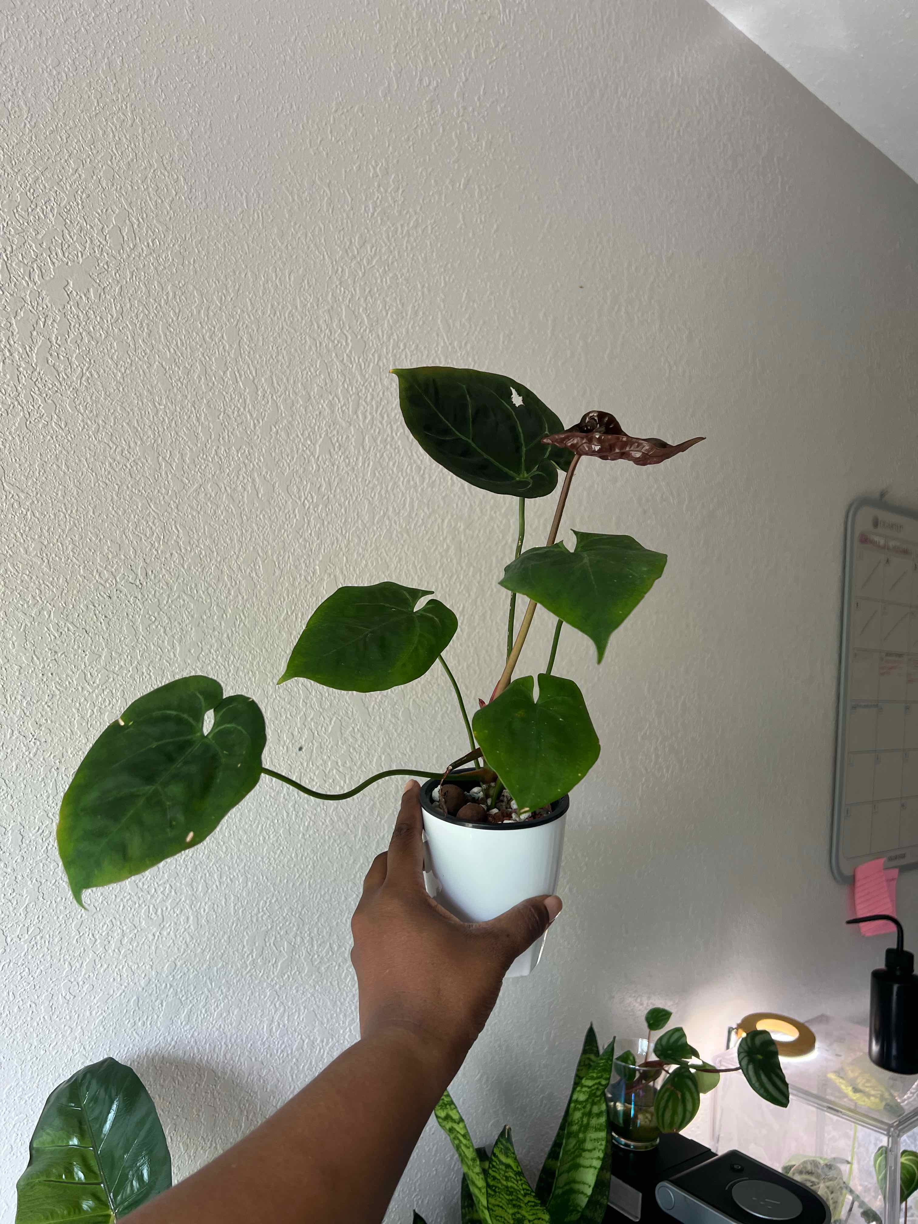 Photo of the plant species Hulk Anthurium by @DailyDose_OfLee named Banner on Greg, the plant care app