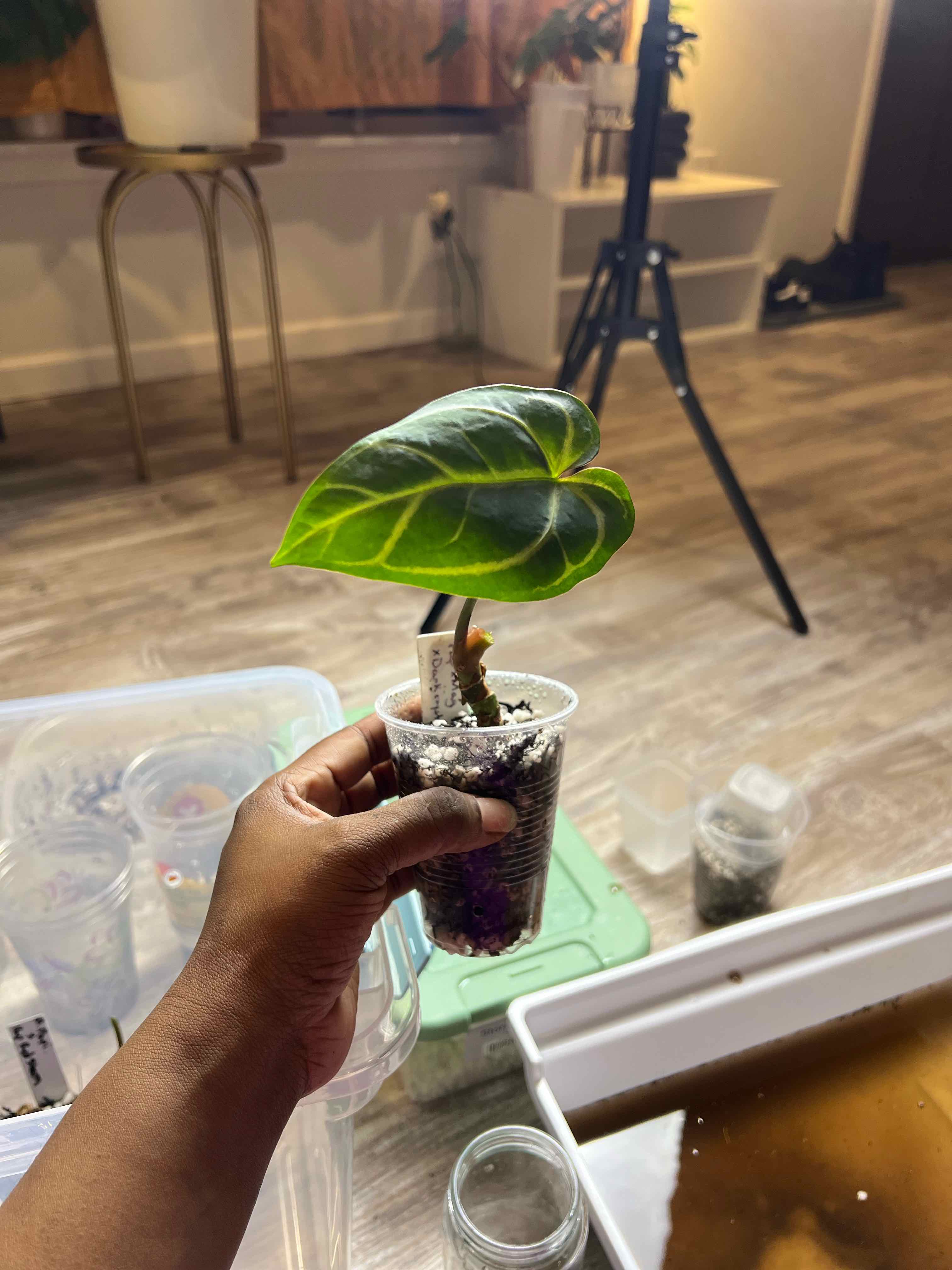 Photo of the plant species Anthurium papillilaminum x magnificum by @DailyDose_OfLee named . on Greg, the plant care app