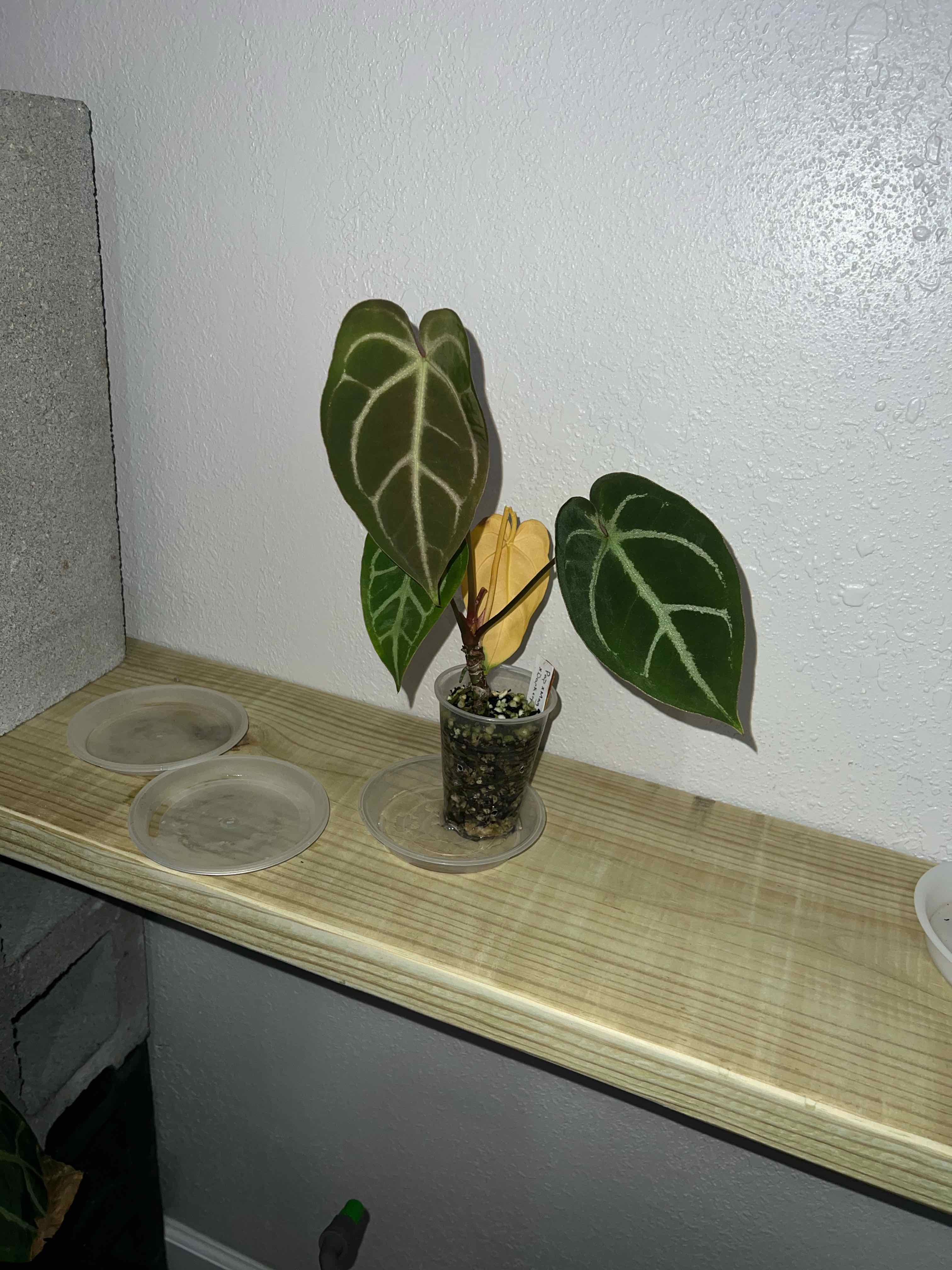 Photo of the plant species Anthurium papillilaminum x magnificum by @DailyDose_OfLee named . on Greg, the plant care app