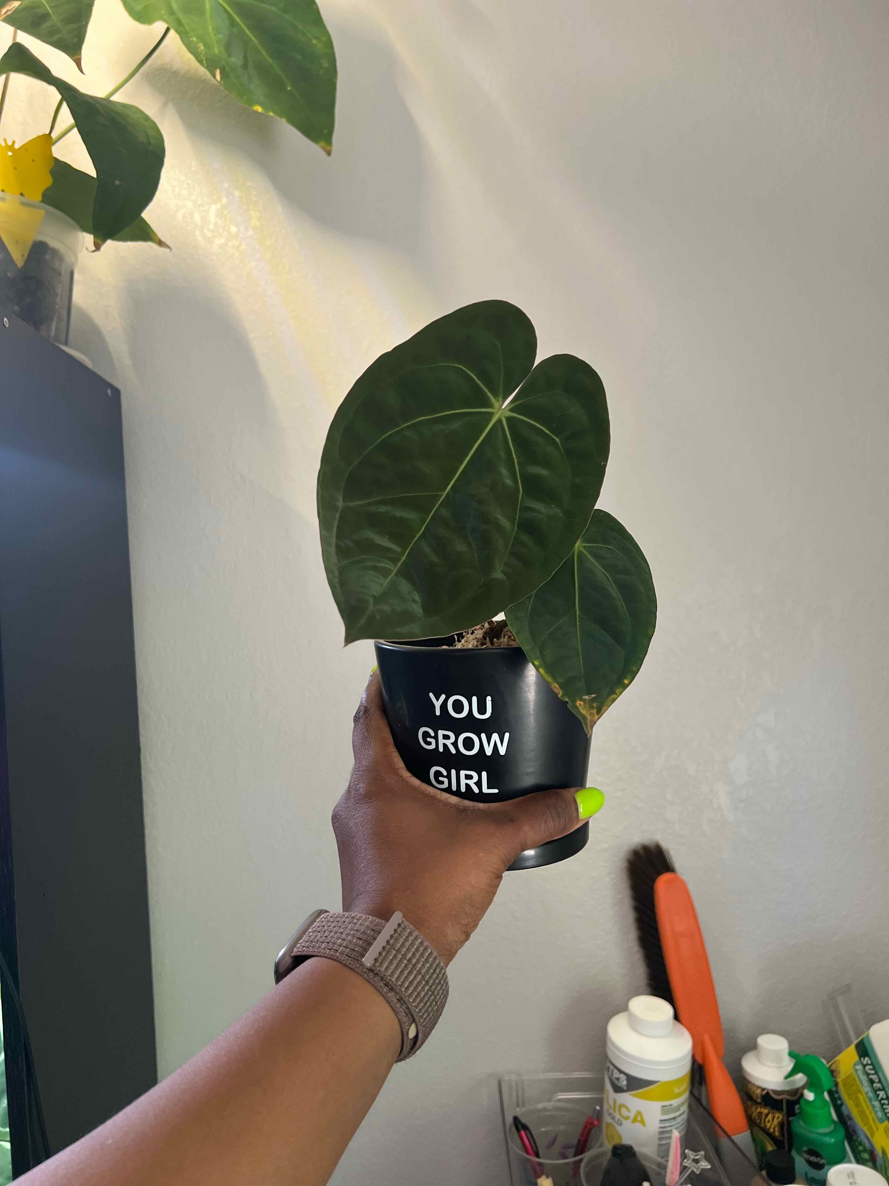 Photo of the plant species Anthurium Doc Block F2 by @DailyDose_OfLee named Dr. Strange on Greg, the plant care app
