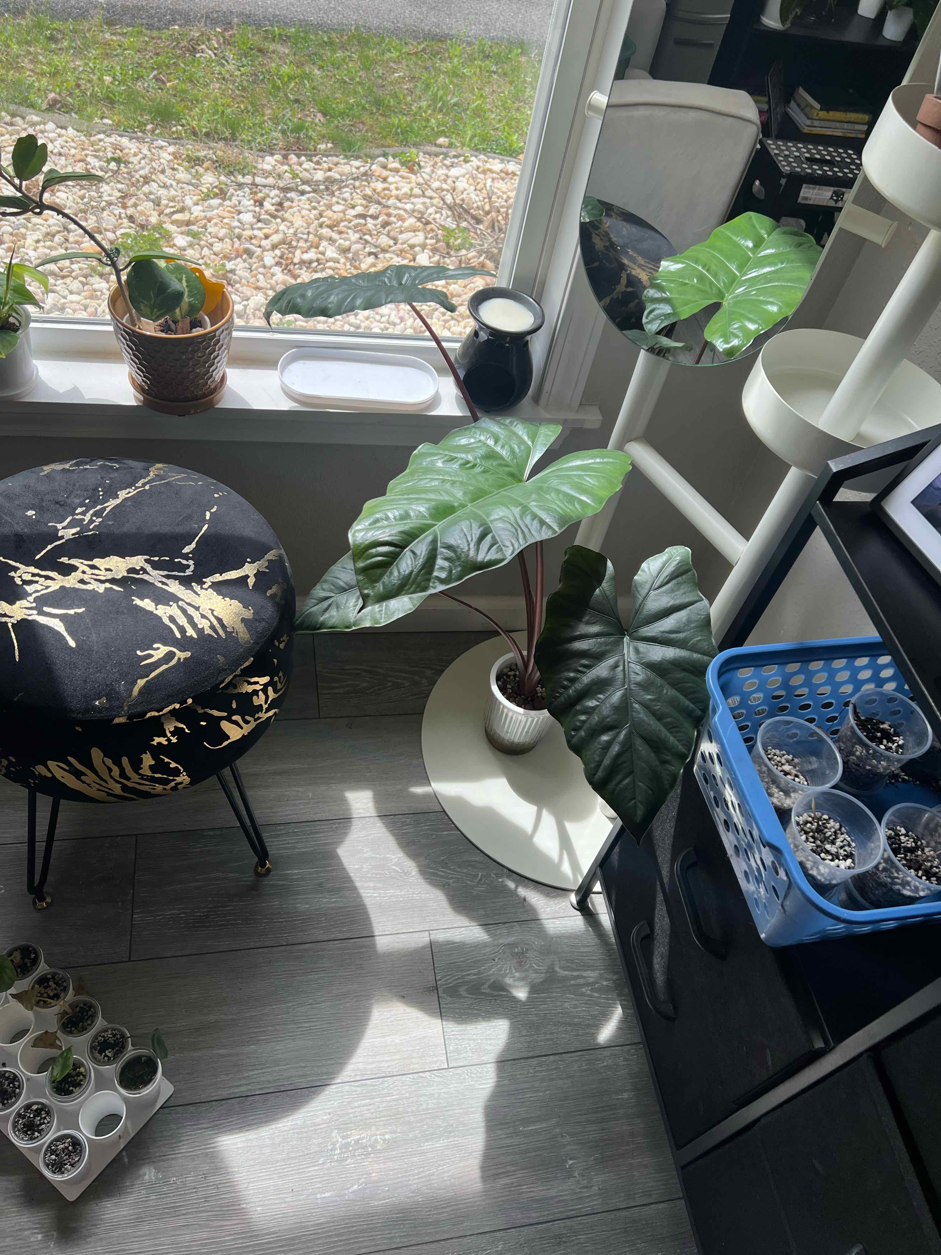 Photo of the plant species Alocasia Metalhead by @DailyDose_OfLee named Metallica on Greg, the plant care app