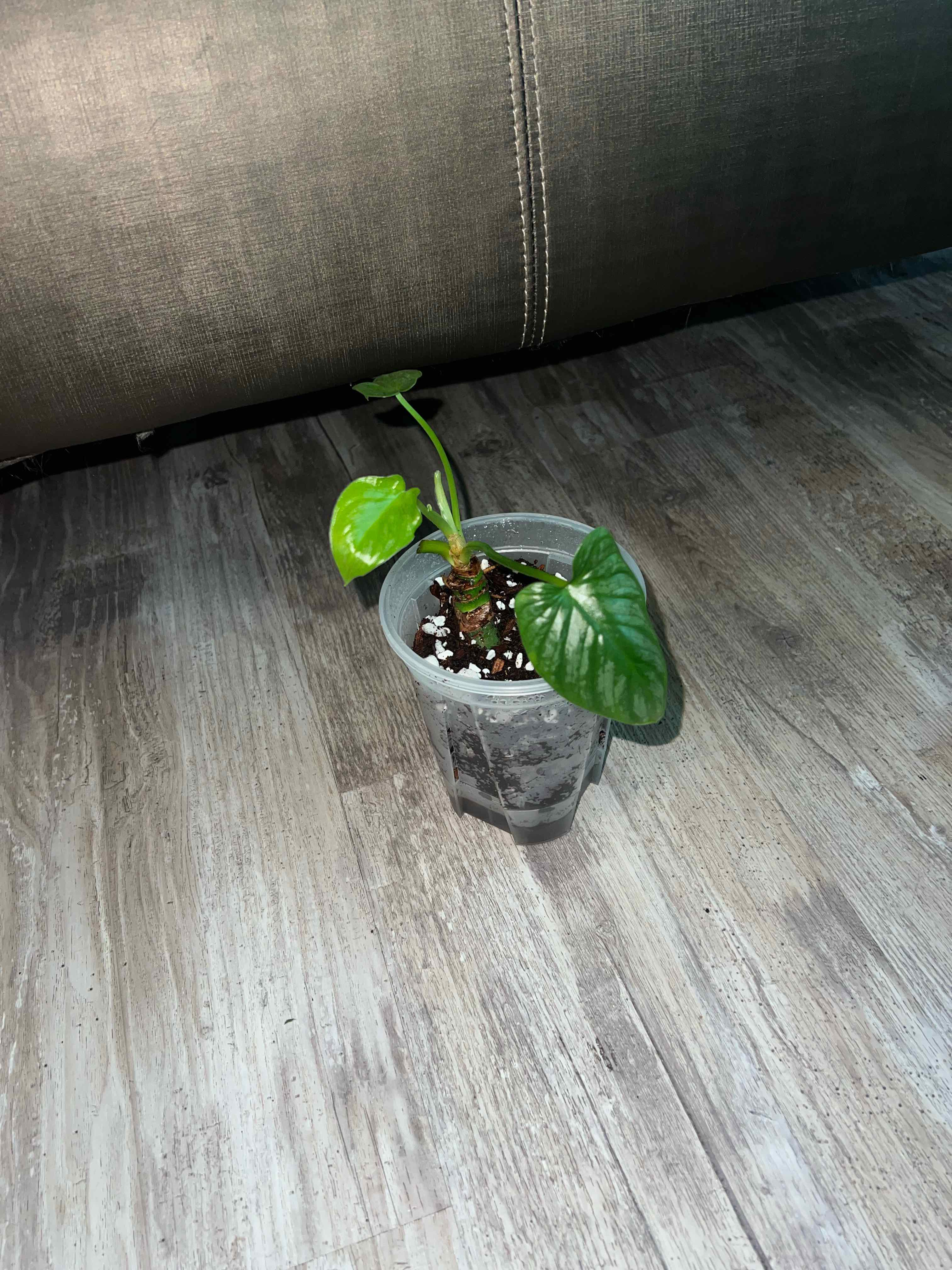 Photo of the plant species Philodendron 'Mamei Silver' by @DailyDose_OfLee named Mamei on Greg, the plant care app