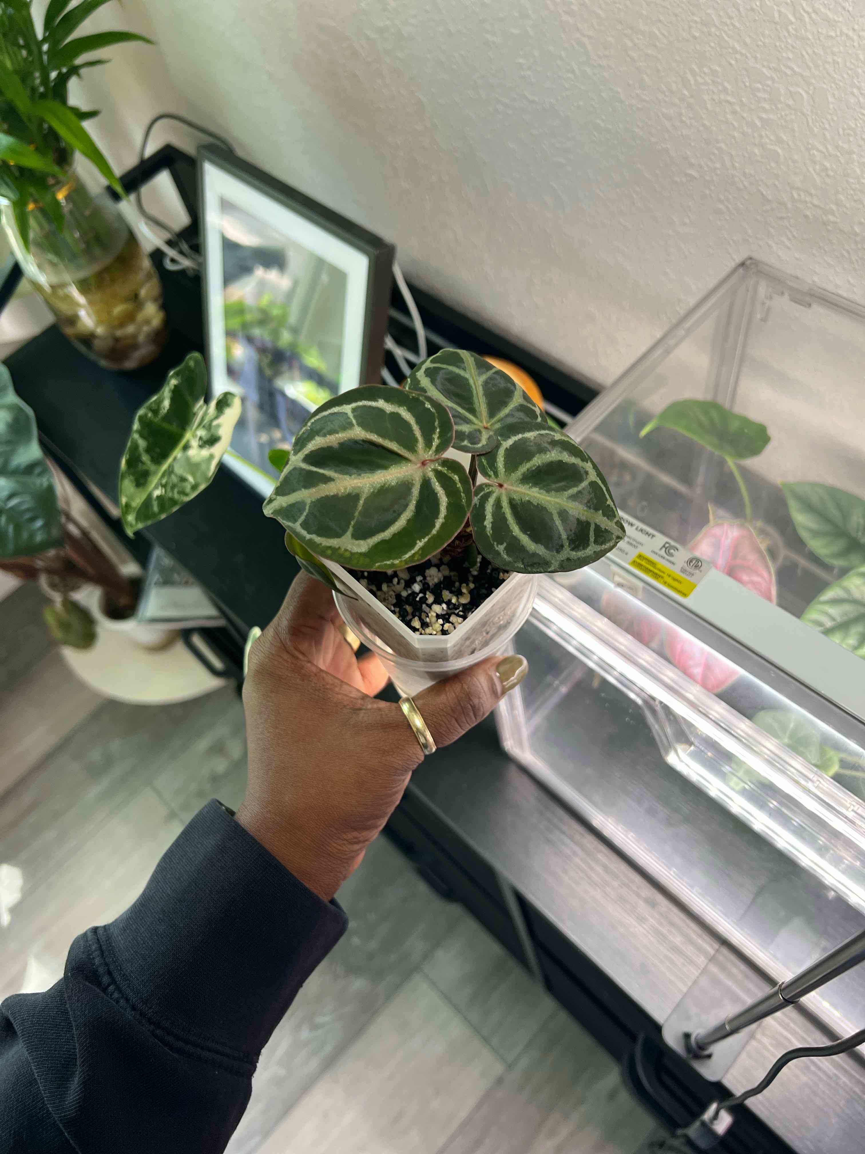 Photo of the plant species Anthurium Red Tiger by @DailyDose_OfLee named Tigress on Greg, the plant care app