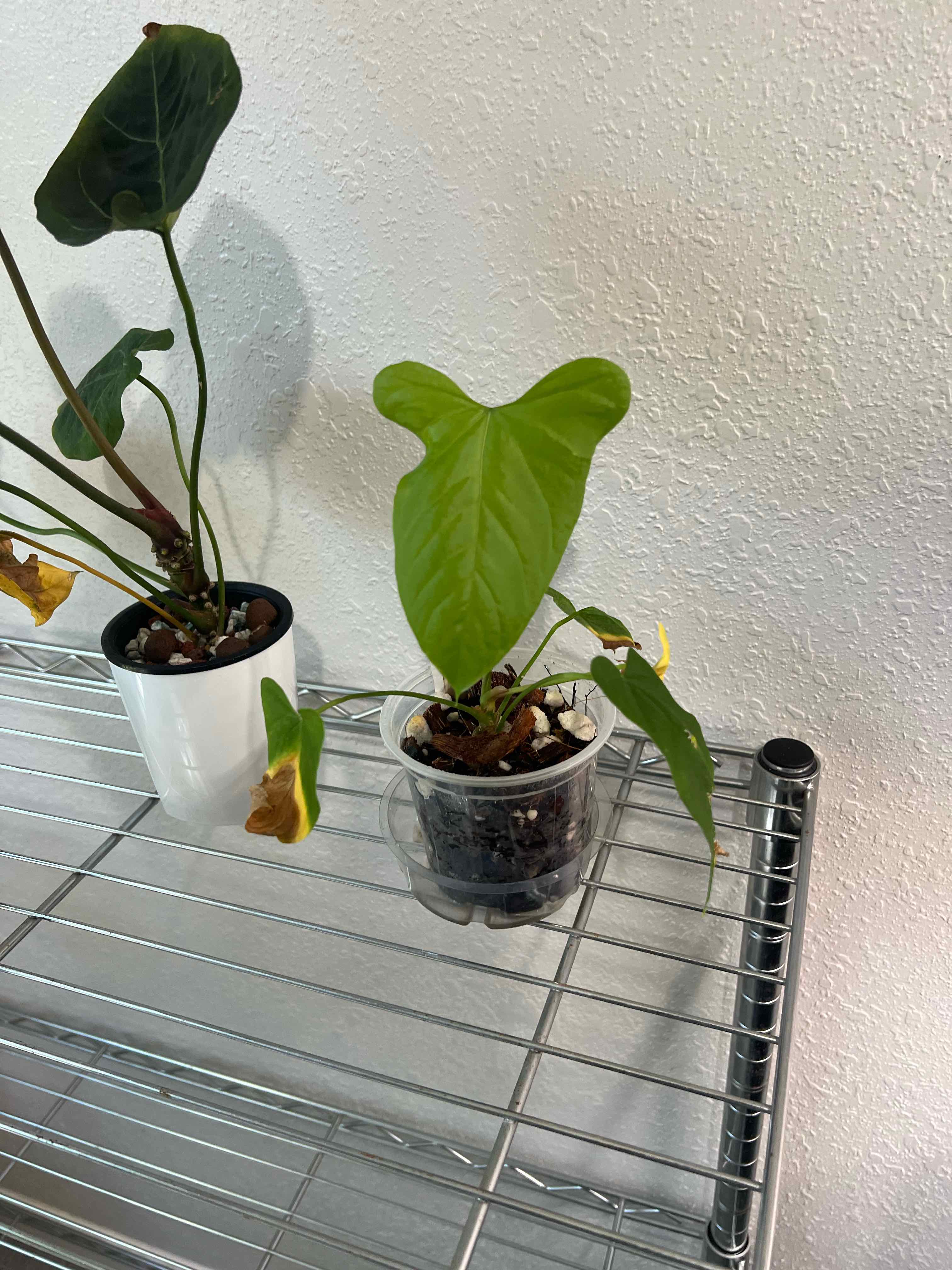 Photo of the plant species Anthurium by @DailyDose_OfLee named Bibbee on Greg, the plant care app