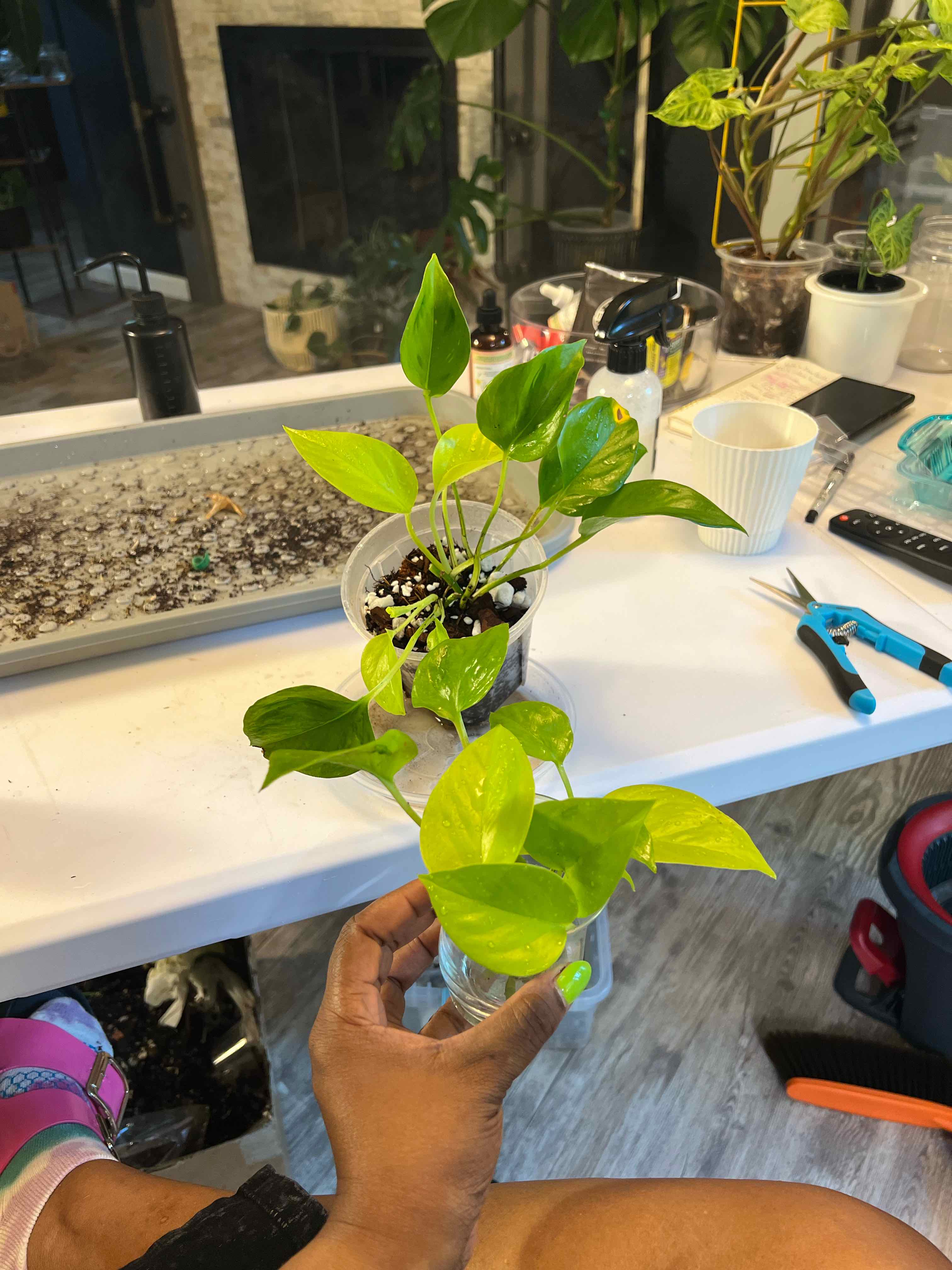 Photo of the plant species Teruno Champs-Elysees Pothos by @DailyDose_OfLee named Elyse on Greg, the plant care app