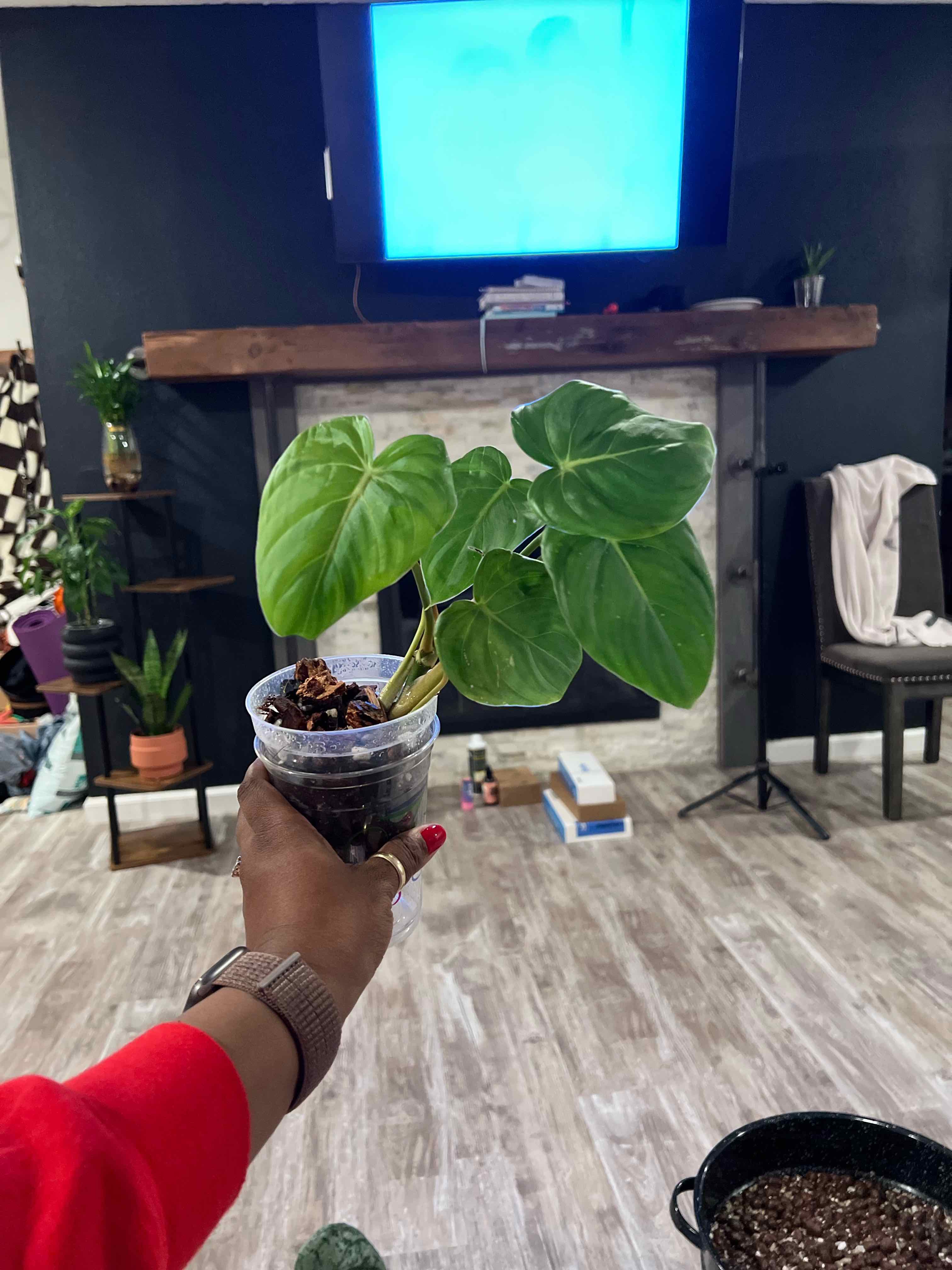 Photo of the plant species Philodendron 'McDowell' by @DailyDose_OfLee named Pops on Greg, the plant care app