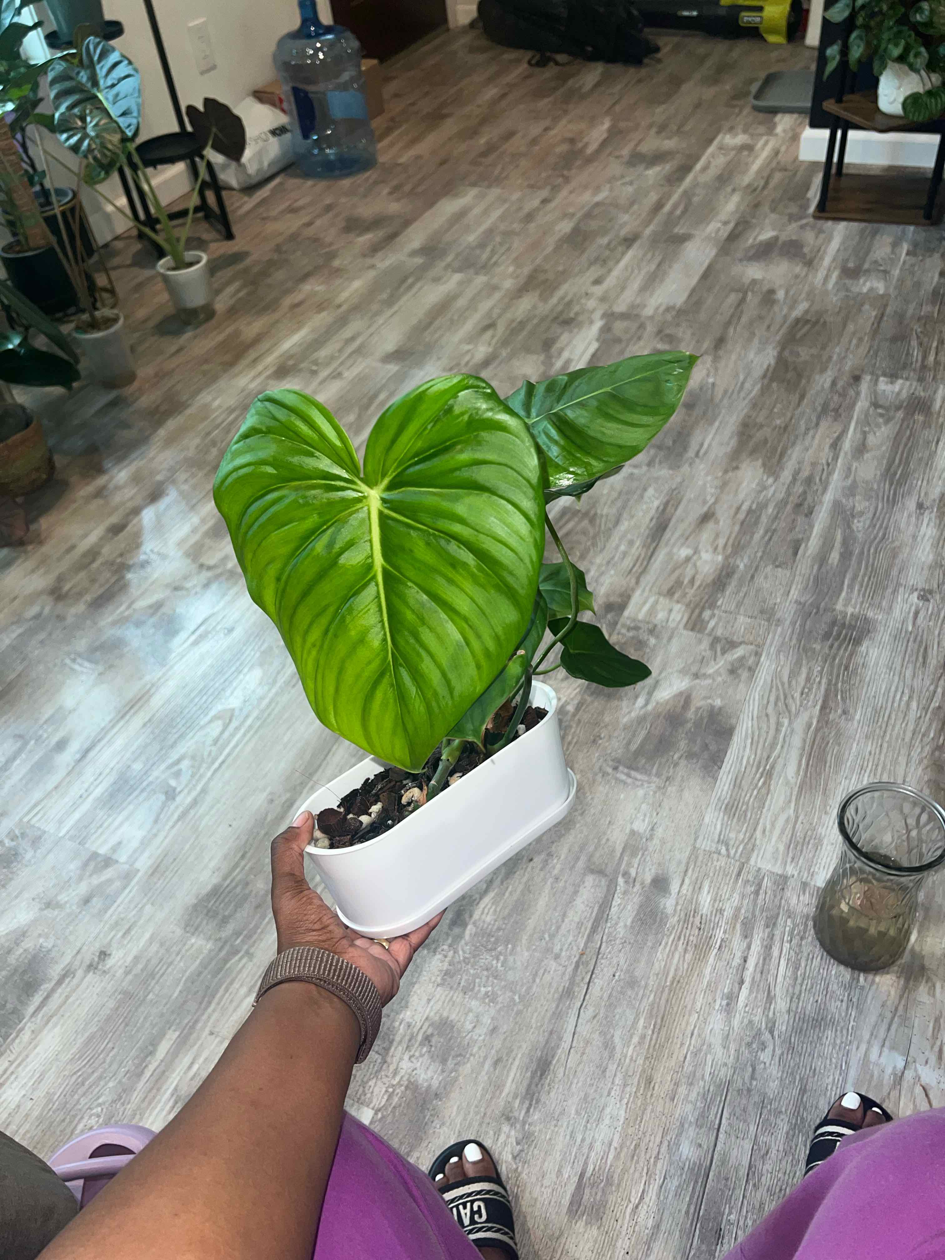 Photo of the plant species Philodendron 'McDowell' by @DailyDose_OfLee named Pops on Greg, the plant care app