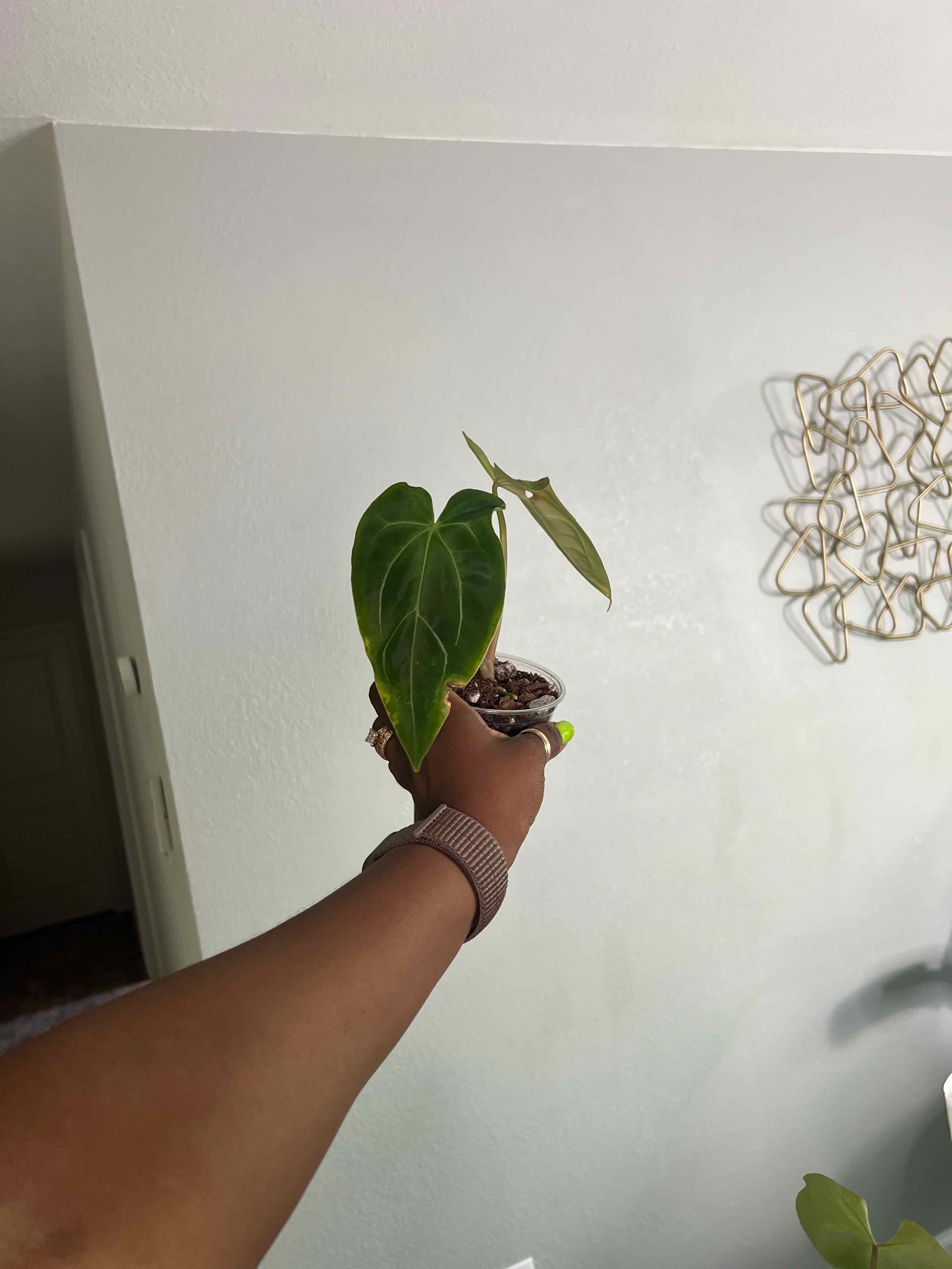 Photo of the plant species Blue Velvet by @DailyDose_OfLee named Blu on Greg, the plant care app
