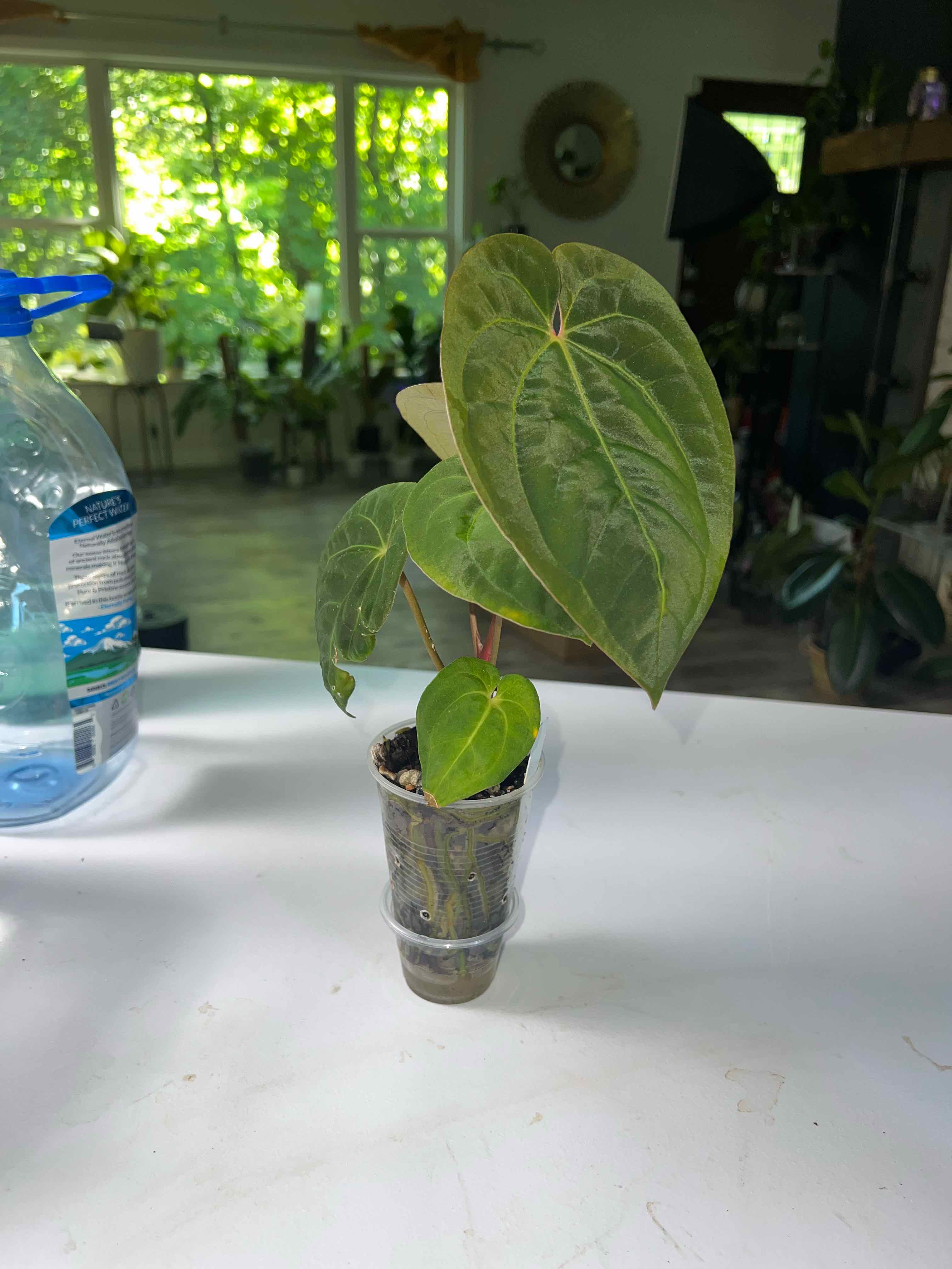 Photo of the plant species Anthurium hoffmannii by @DailyDose_OfLee named Hoff on Greg, the plant care app