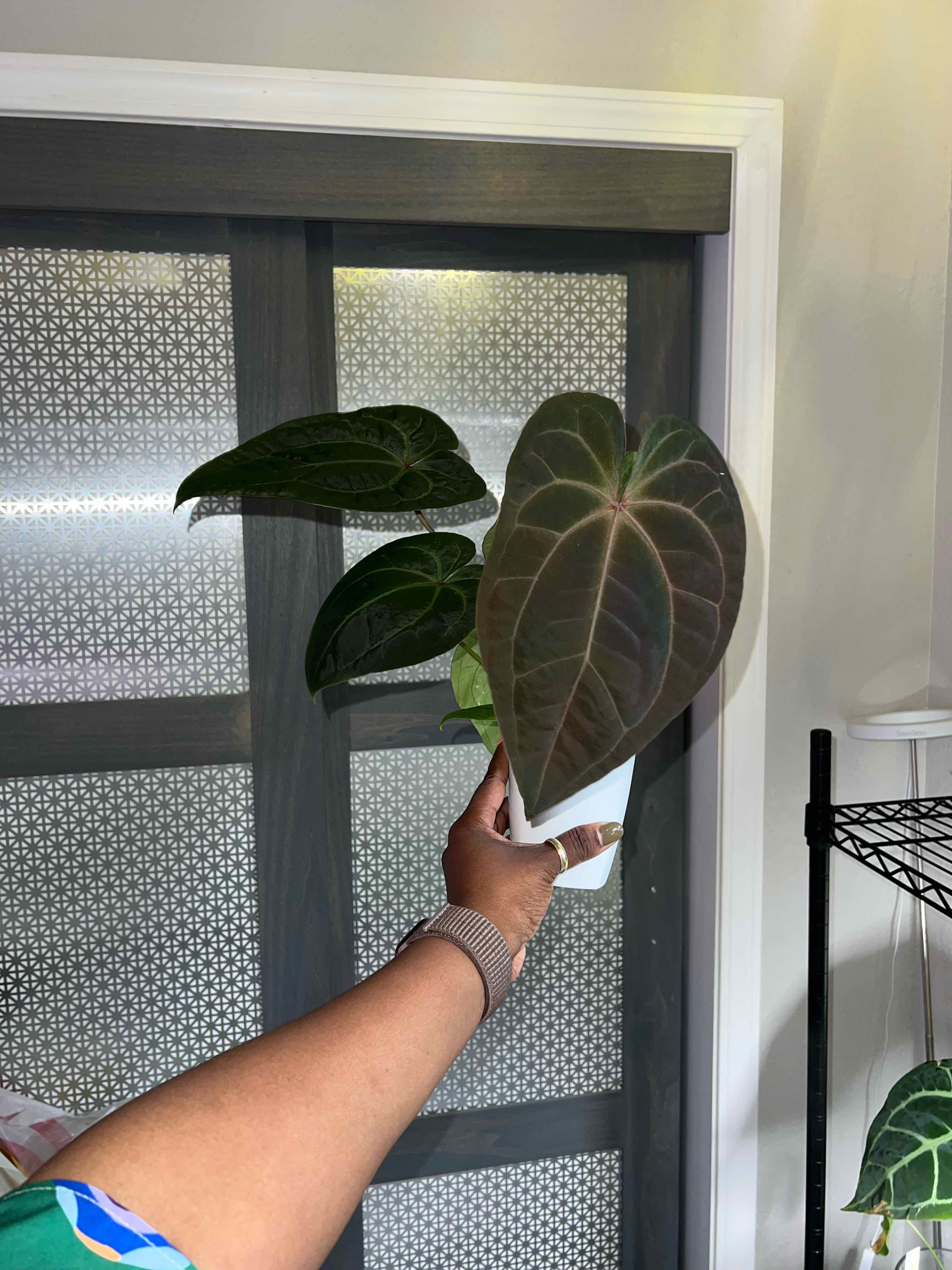 Photo of the plant species Anthurium Dark Phoenix x Magnificum by @DailyDose_OfLee named Phoenix on Greg, the plant care app