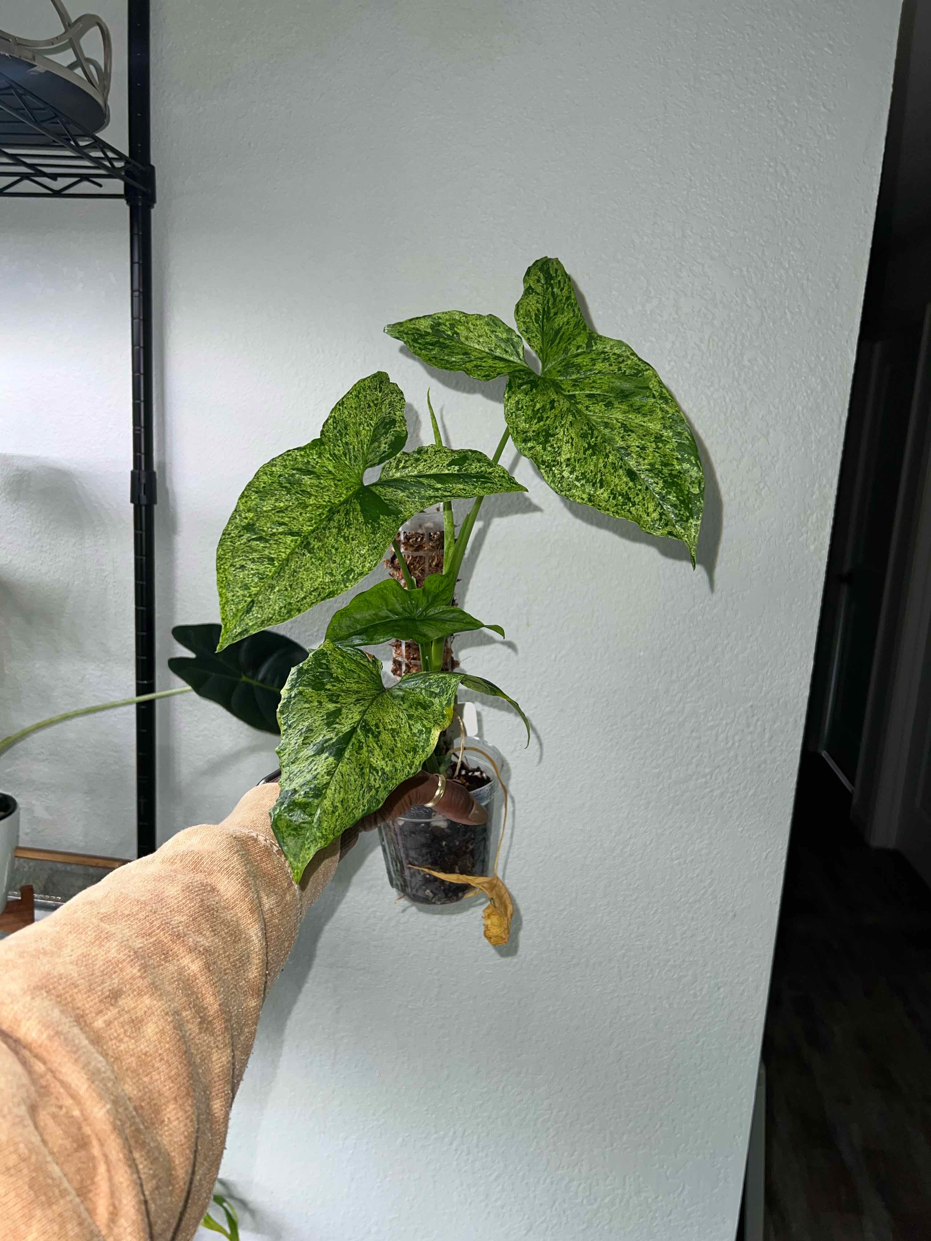 Photo of the plant species Syngonium podophyllum 'Mojito' by @DailyDose_OfLee named Mojito on Greg, the plant care app