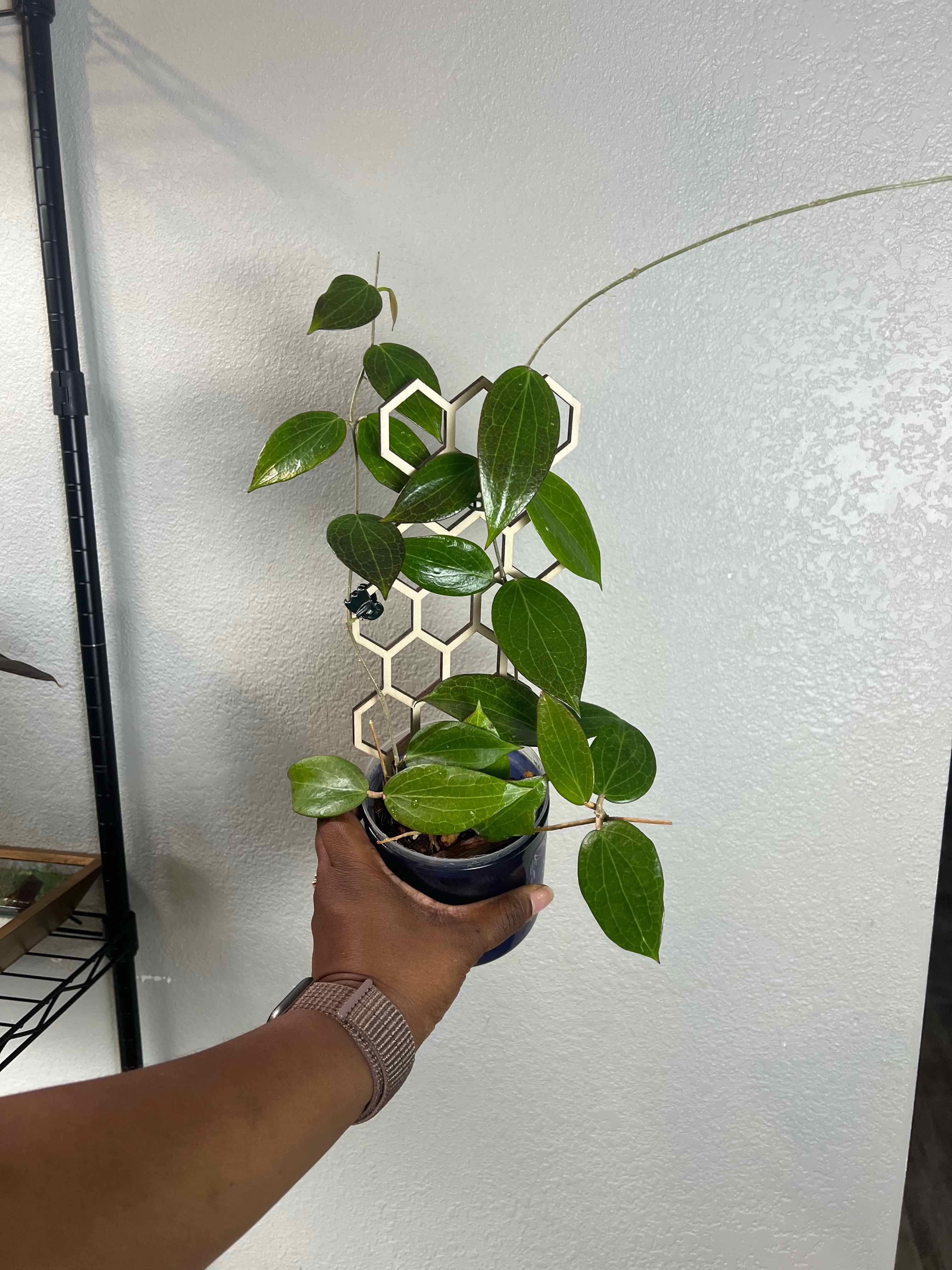 Photo of the plant species New Guinea Ghost Hoya by @DailyDose_OfLee named Nik on Greg, the plant care app