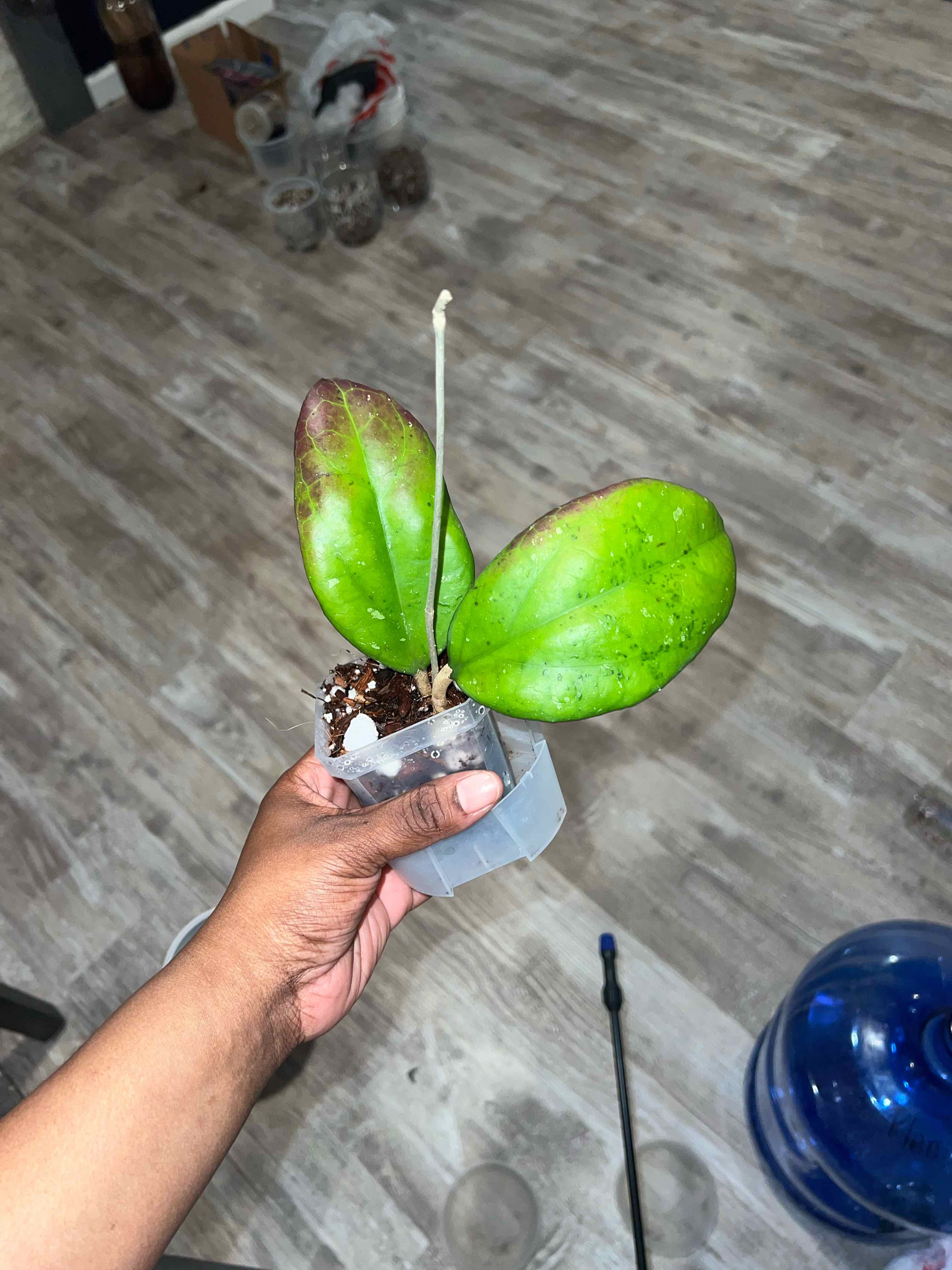 Photo of the plant species Hoya Joy by @DailyDose_OfLee named Ariel on Greg, the plant care app
