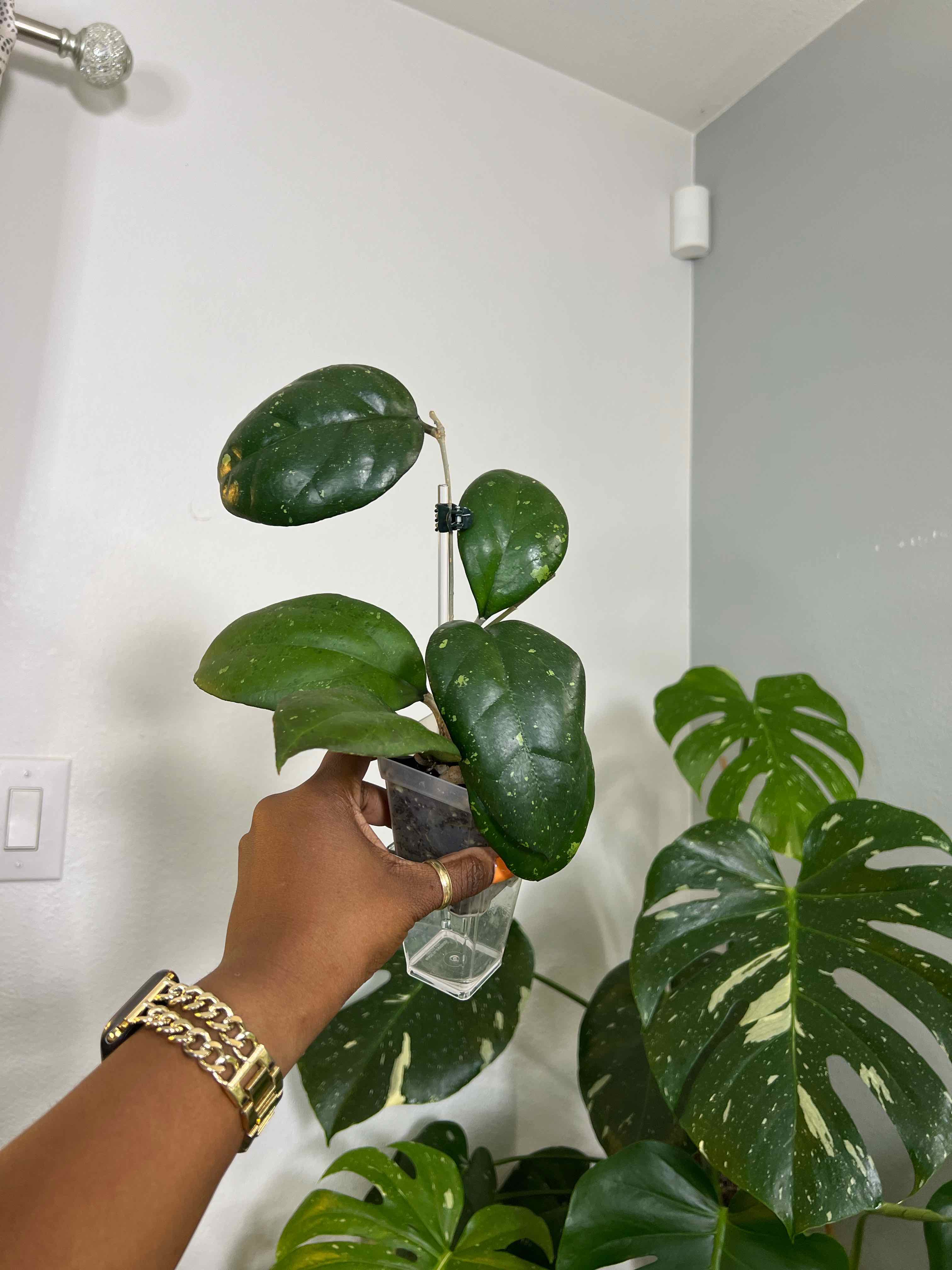 Photo of the plant species Hoya Joy by @DailyDose_OfLee named Ariel on Greg, the plant care app