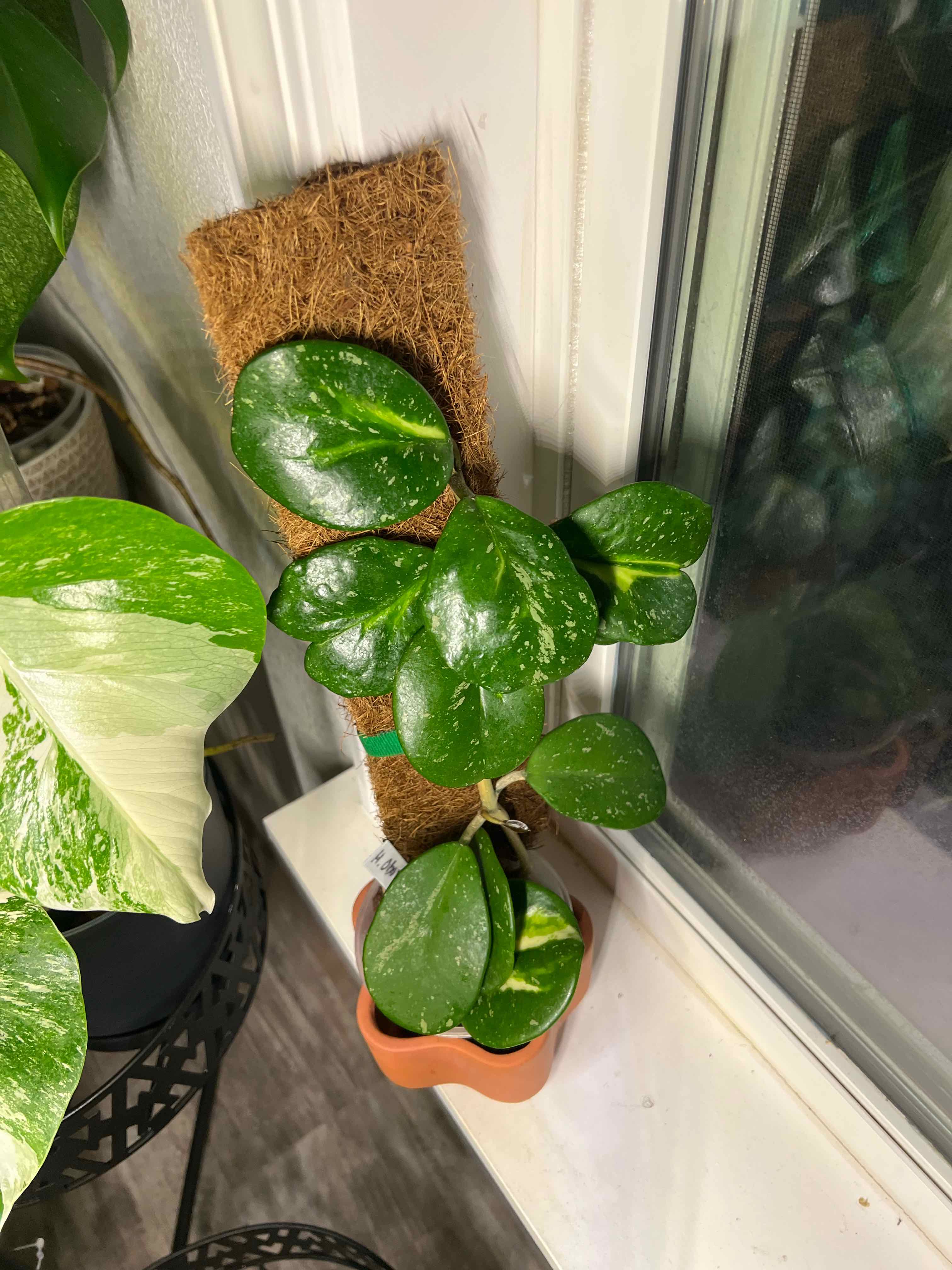 Photo of the plant species Hoya Obovata Variegated by @DailyDose_OfLee named . on Greg, the plant care app