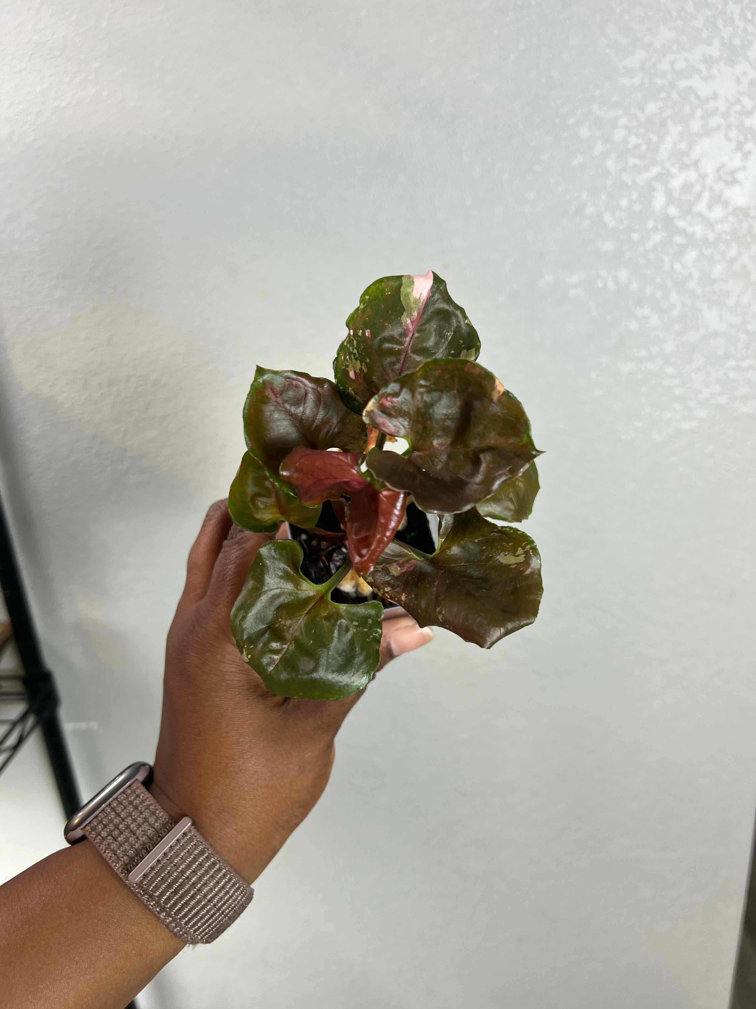 Photo of the plant species Syngonium Strawberry Ice by @DailyDose_OfLee named Nova on Greg, the plant care app