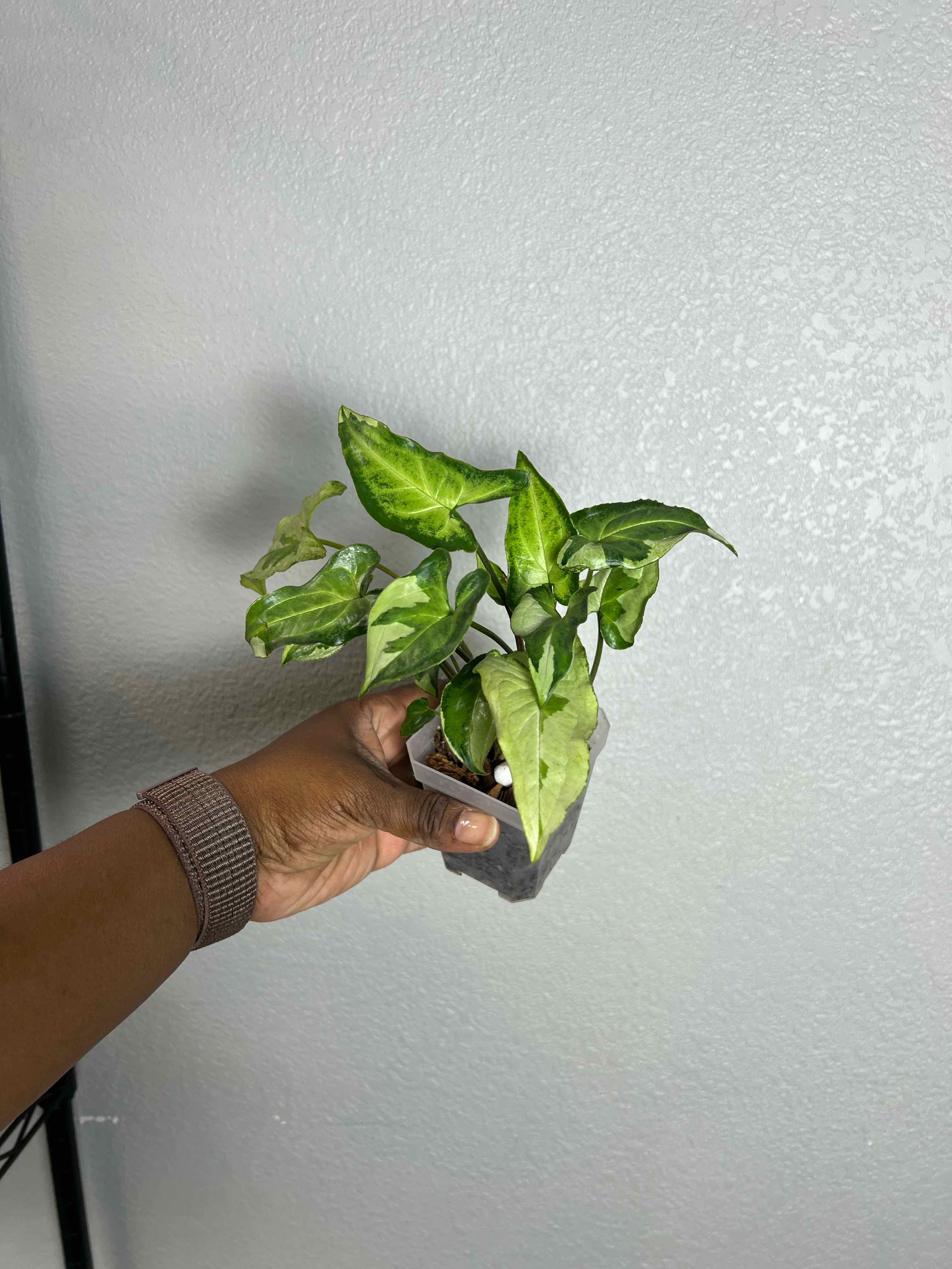 Photo of the plant species Three Kings Syngonium by @DailyDose_OfLee named Midas on Greg, the plant care app