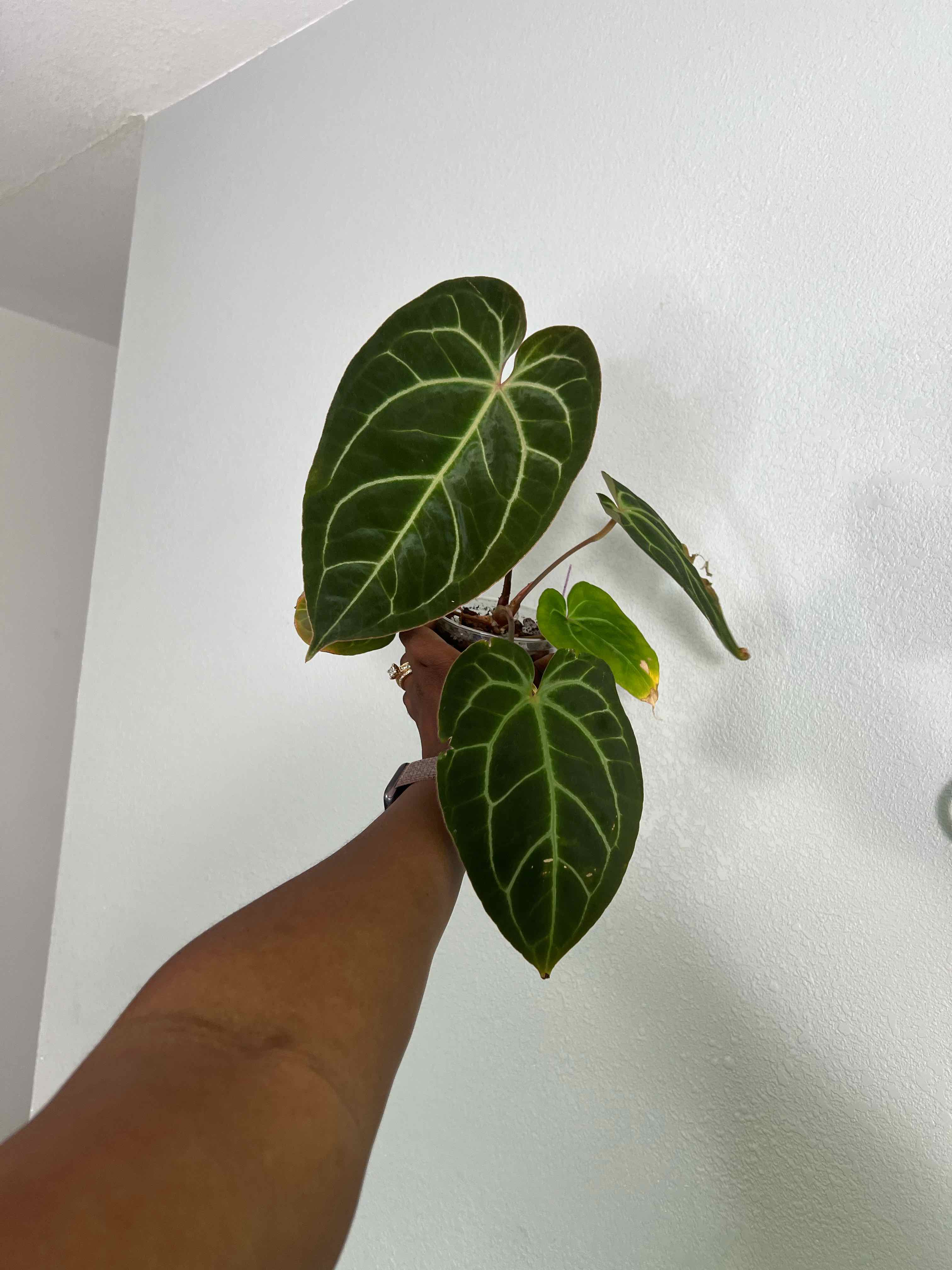 Photo of the plant species Anthurium besseae aff. by @DailyDose_OfLee named . on Greg, the plant care app