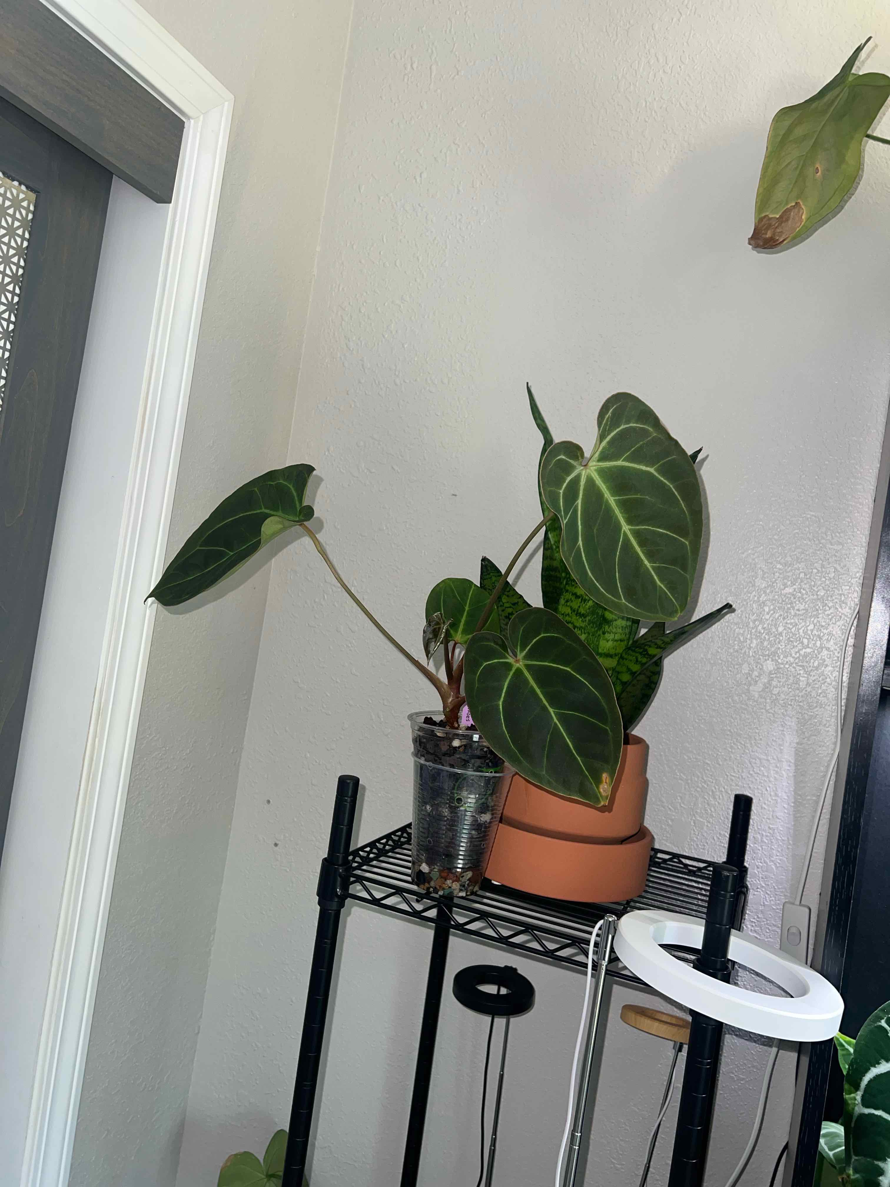 Photo of the plant species Anthurium besseae aff. by @DailyDose_OfLee named . on Greg, the plant care app