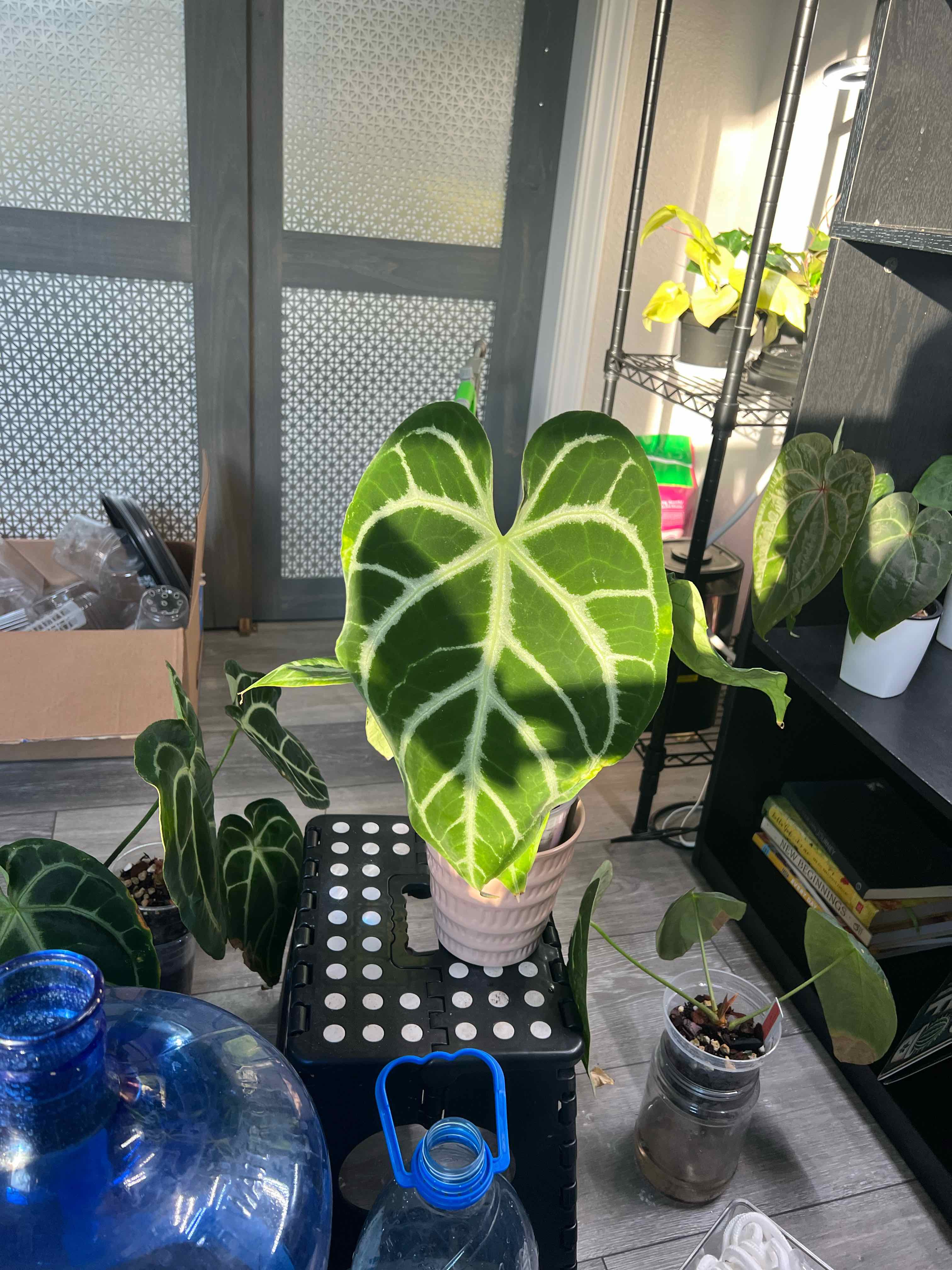 Photo of the plant species anthurium papillilaminum x forgetii x by @DailyDose_OfLee named Professor X on Greg, the plant care app