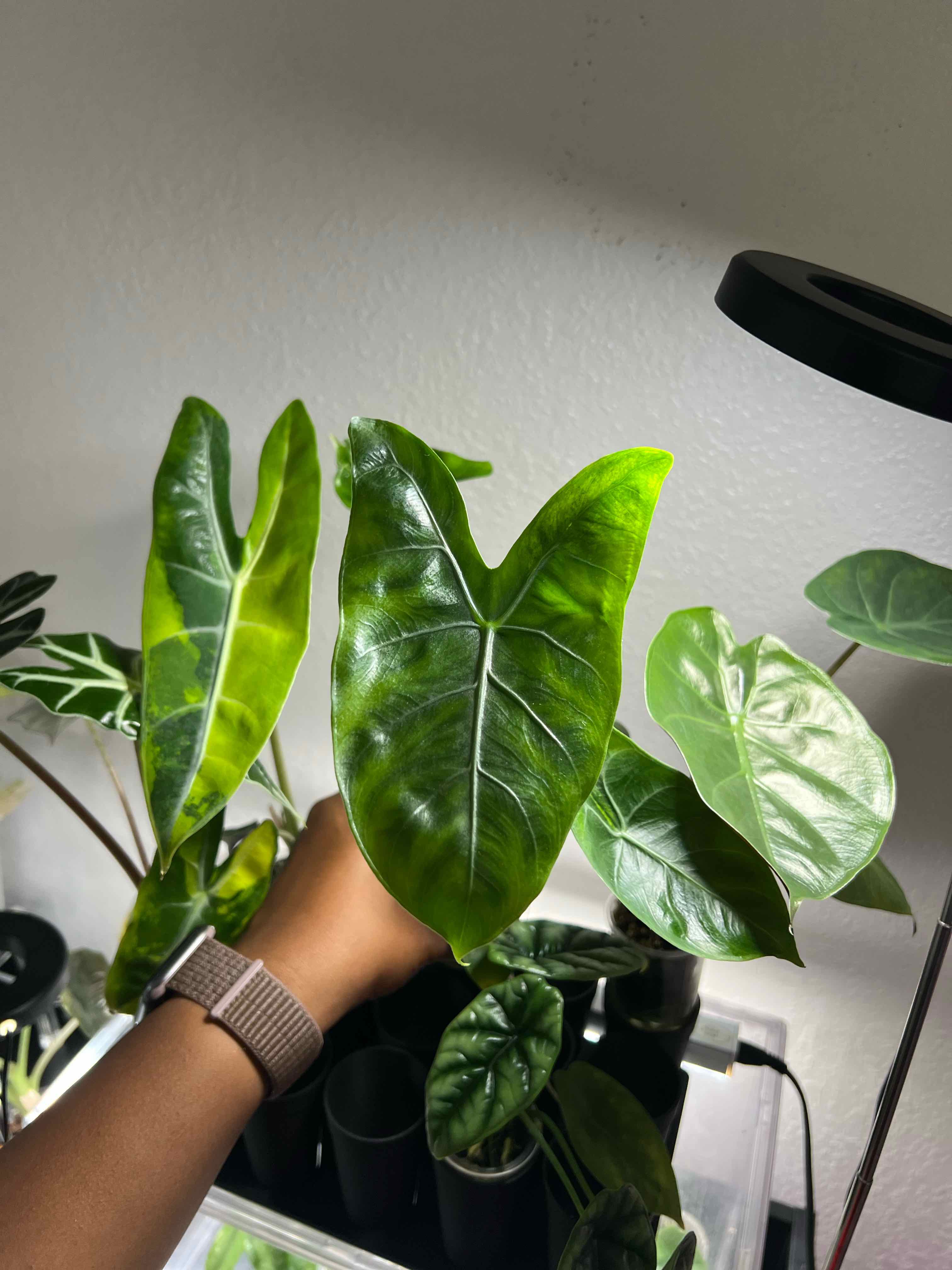 Photo of the plant species Alocasia Pink Dragon Variegated by @DailyDose_OfLee named Pink Dragon Aurea on Greg, the plant care app