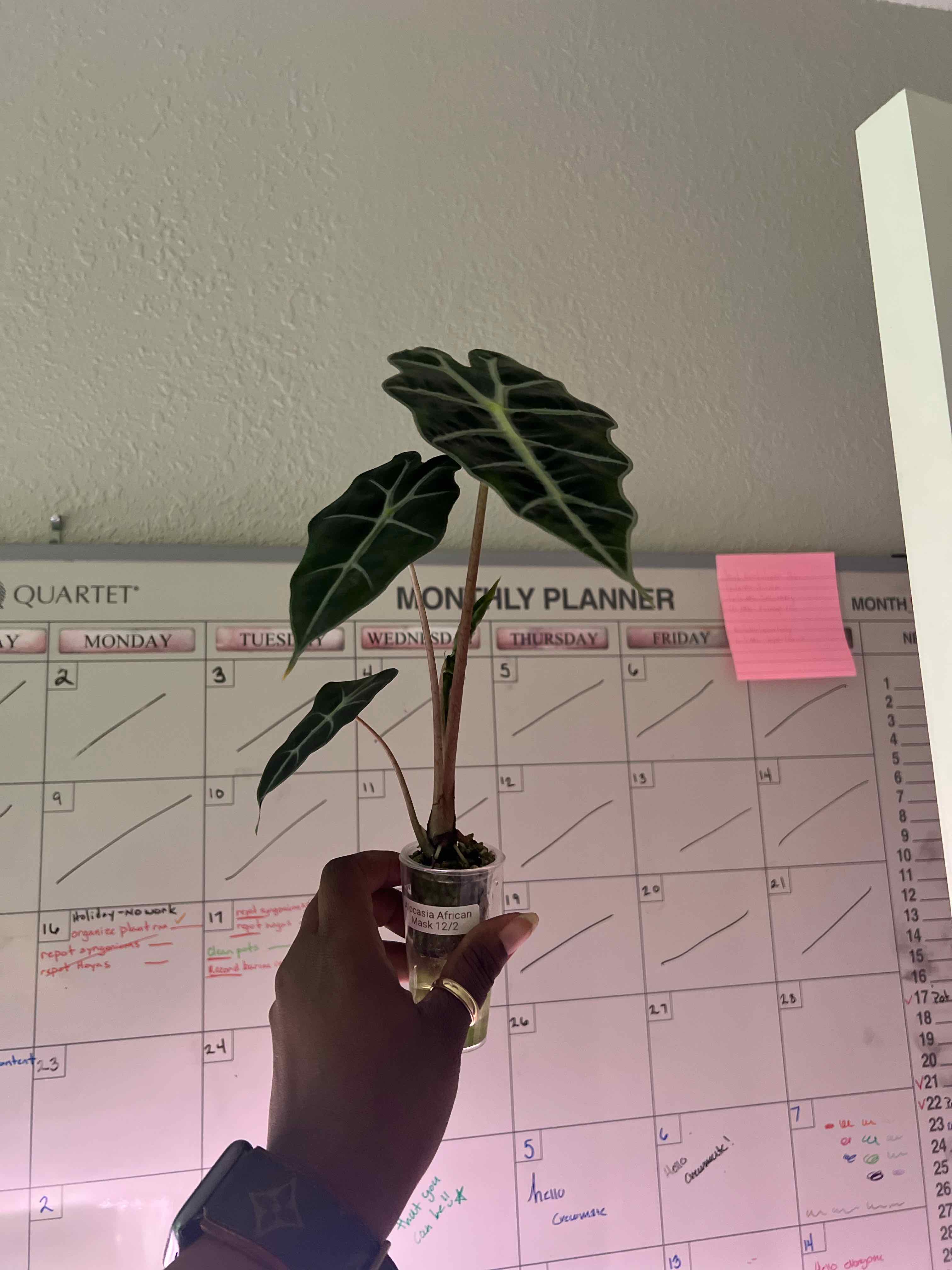 Photo of the plant species Africian Black Mask by @DailyDose_OfLee named African Black Mask on Greg, the plant care app