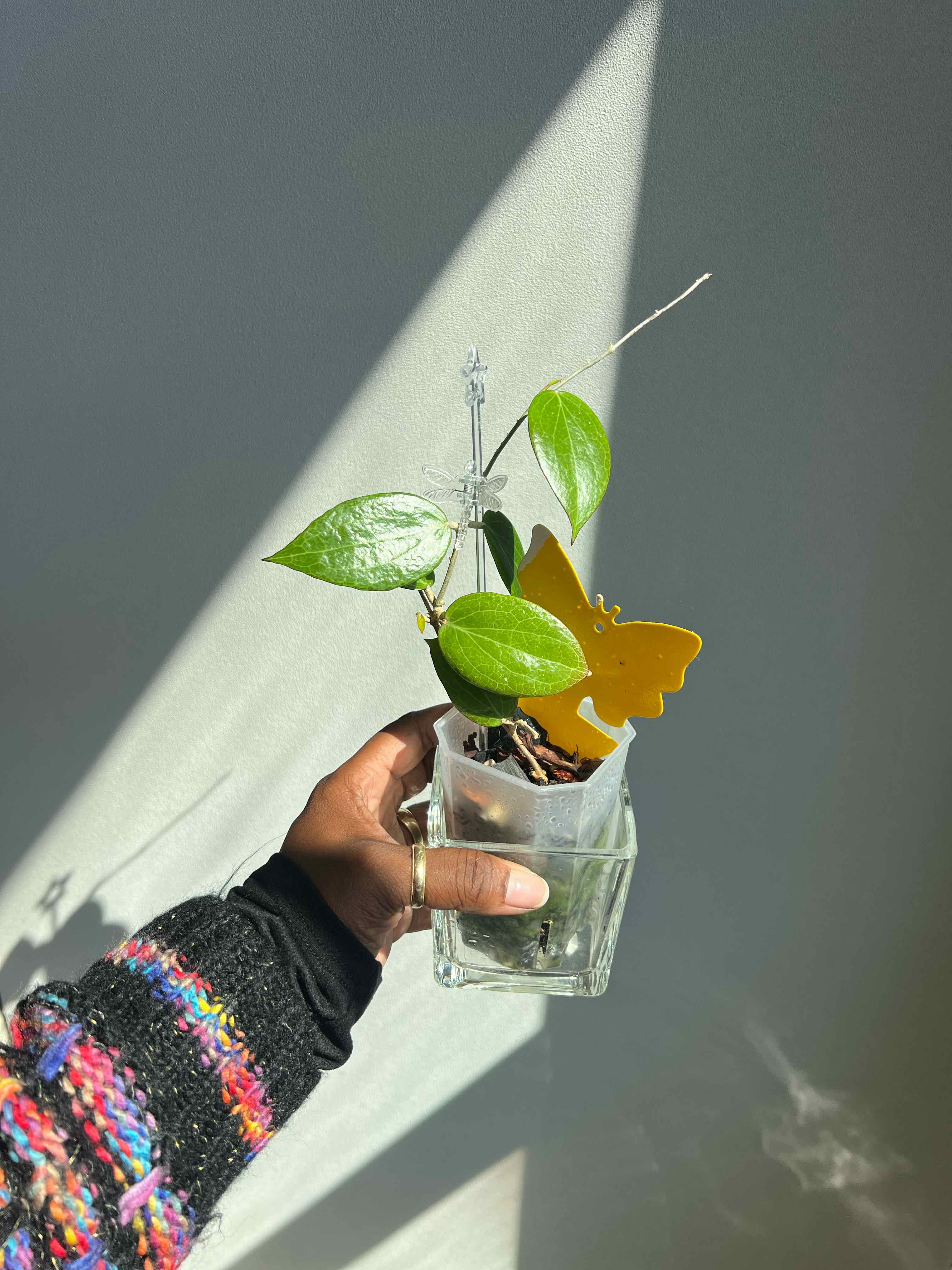 Photo of the plant species New Guinea Ghost Hoya by @DailyDose_OfLee named Nik jr on Greg, the plant care app