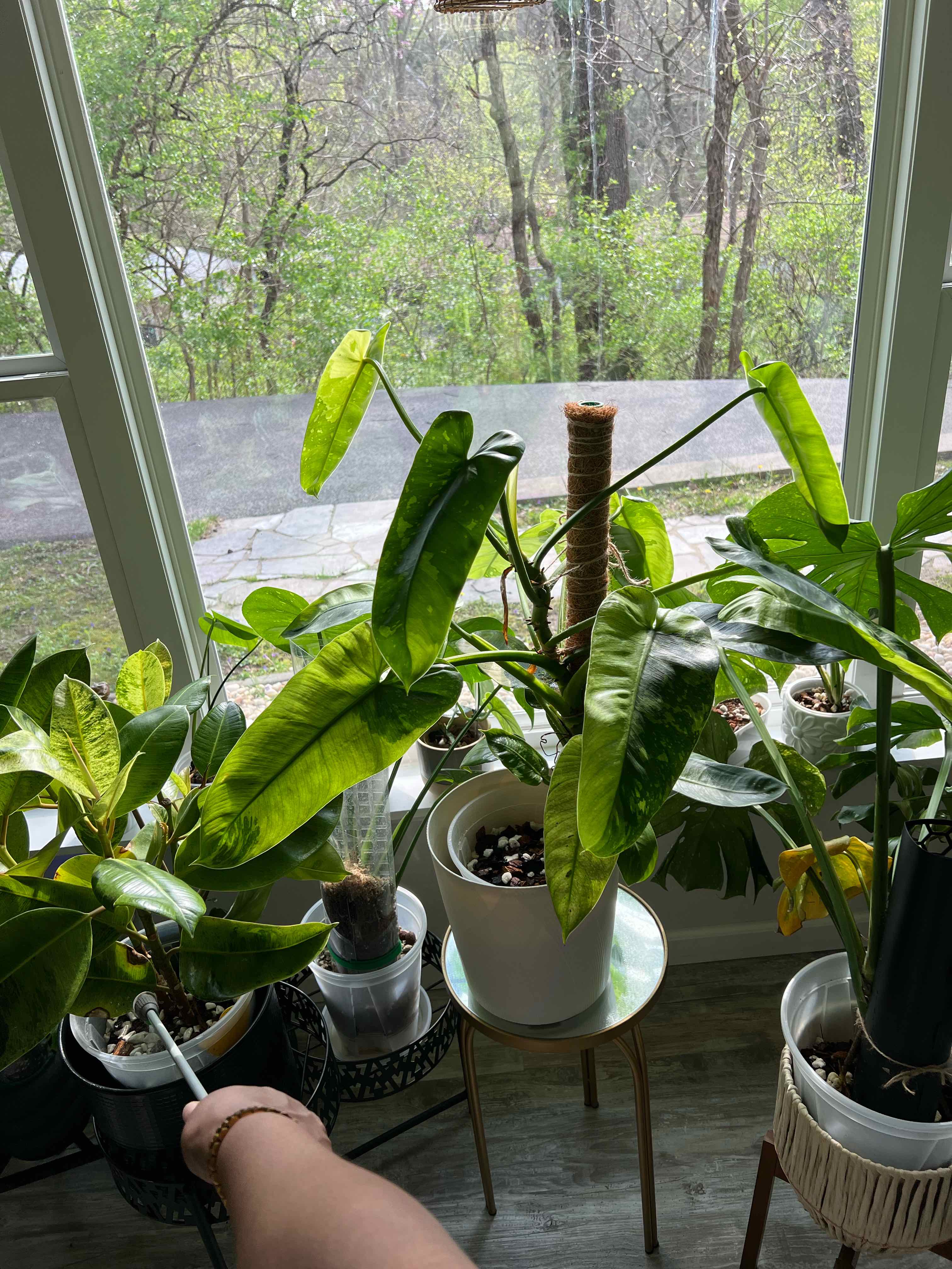 Photo of the plant species Philodendron Jose Bueno Fiesta by @DailyDose_OfLee named Jose Enrique Herrera Martinez on Greg, the plant care app
