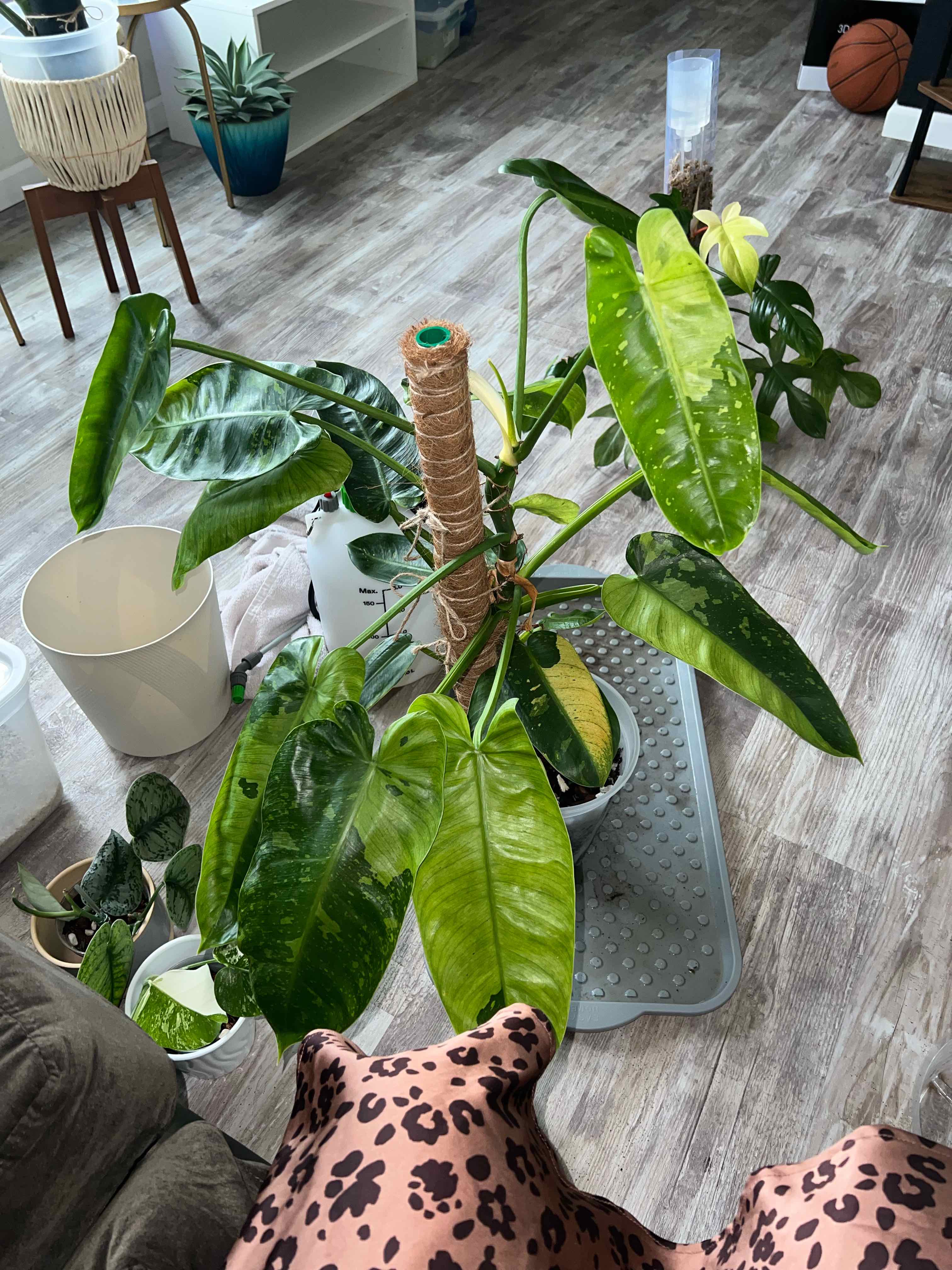 Photo of the plant species Philodendron Jose Bueno Fiesta by @DailyDose_OfLee named Jose Enrique Herrera Martinez on Greg, the plant care app