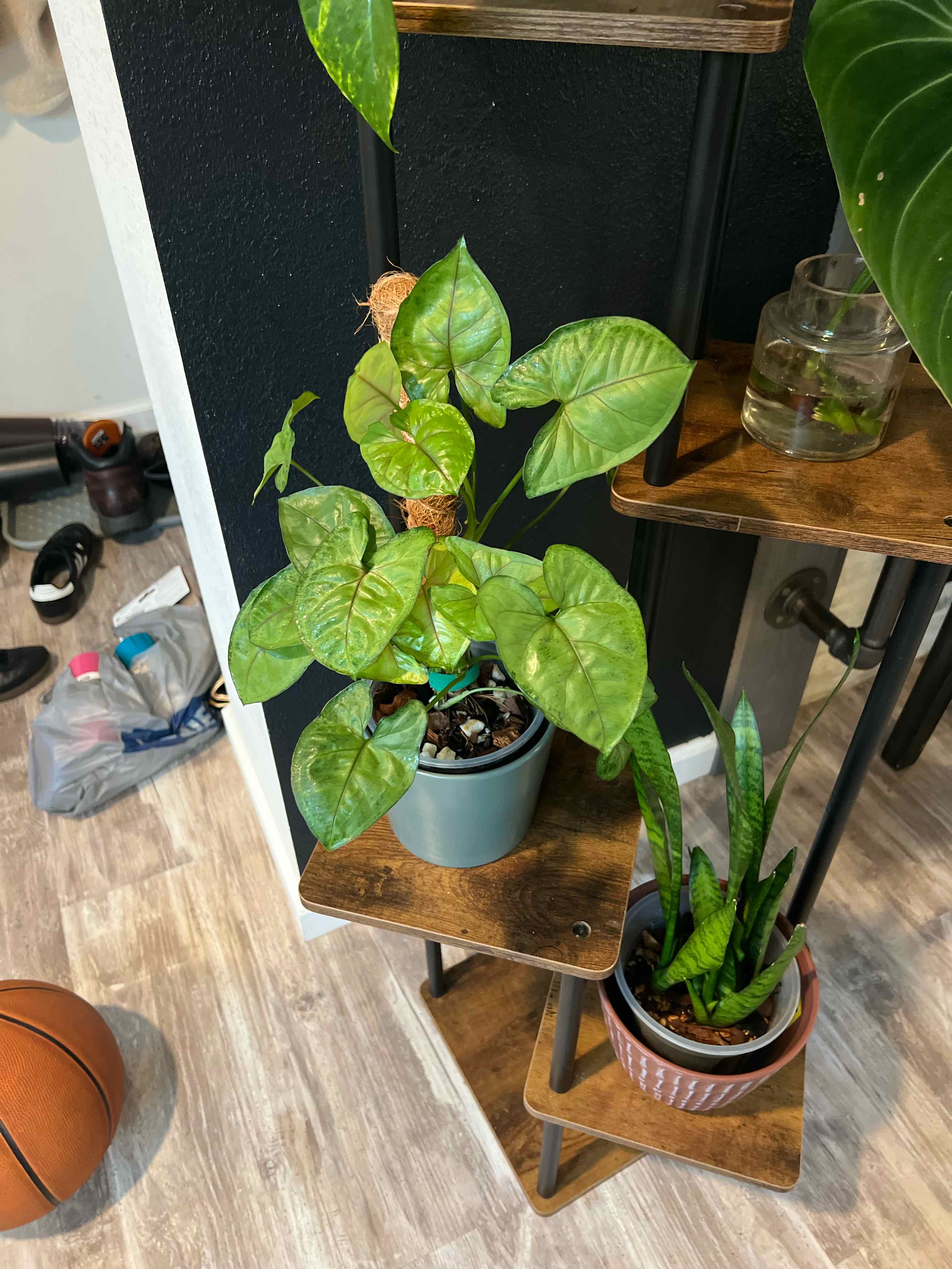 Photo of the plant species Berry Allusion Syngonium by @DailyDose_OfLee named Berry Alusion on Greg, the plant care app