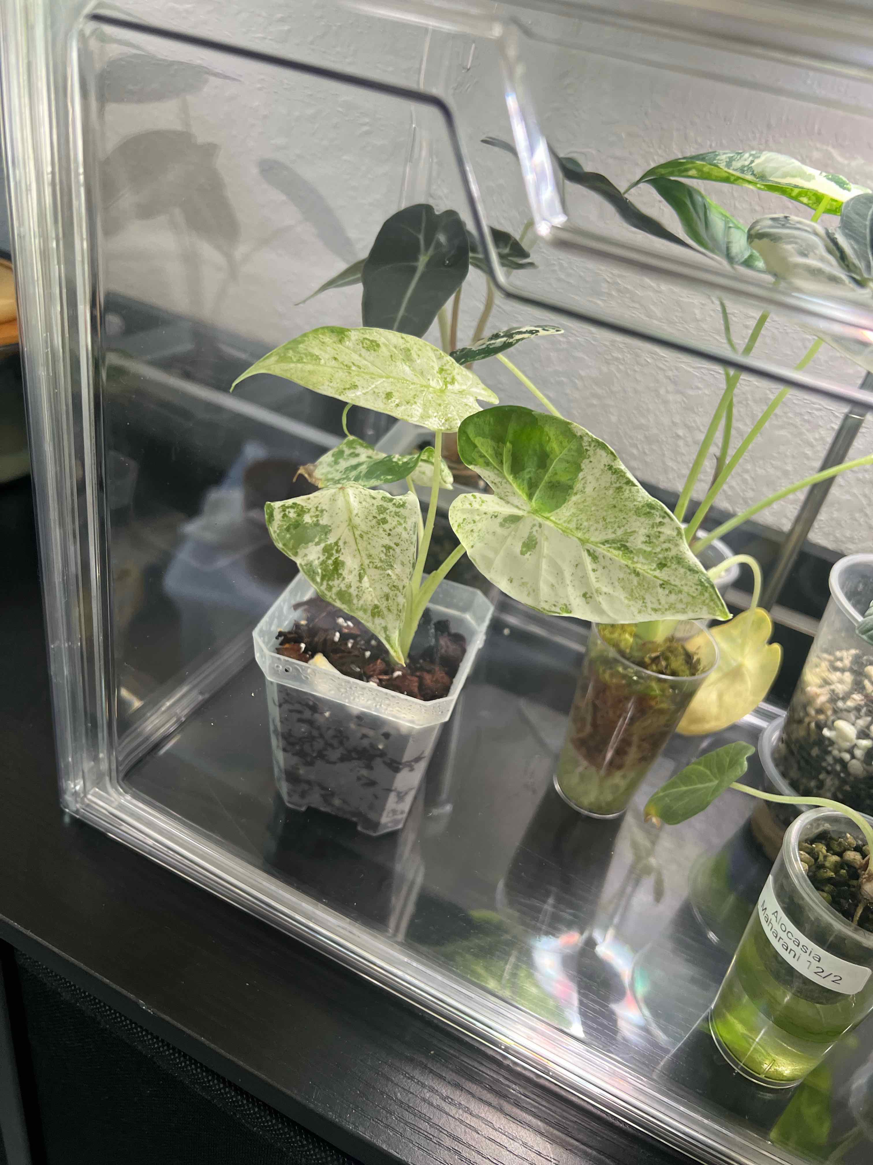 Photo of the plant species alocasia odora by @DailyDose_OfLee named Odora Batik on Greg, the plant care app