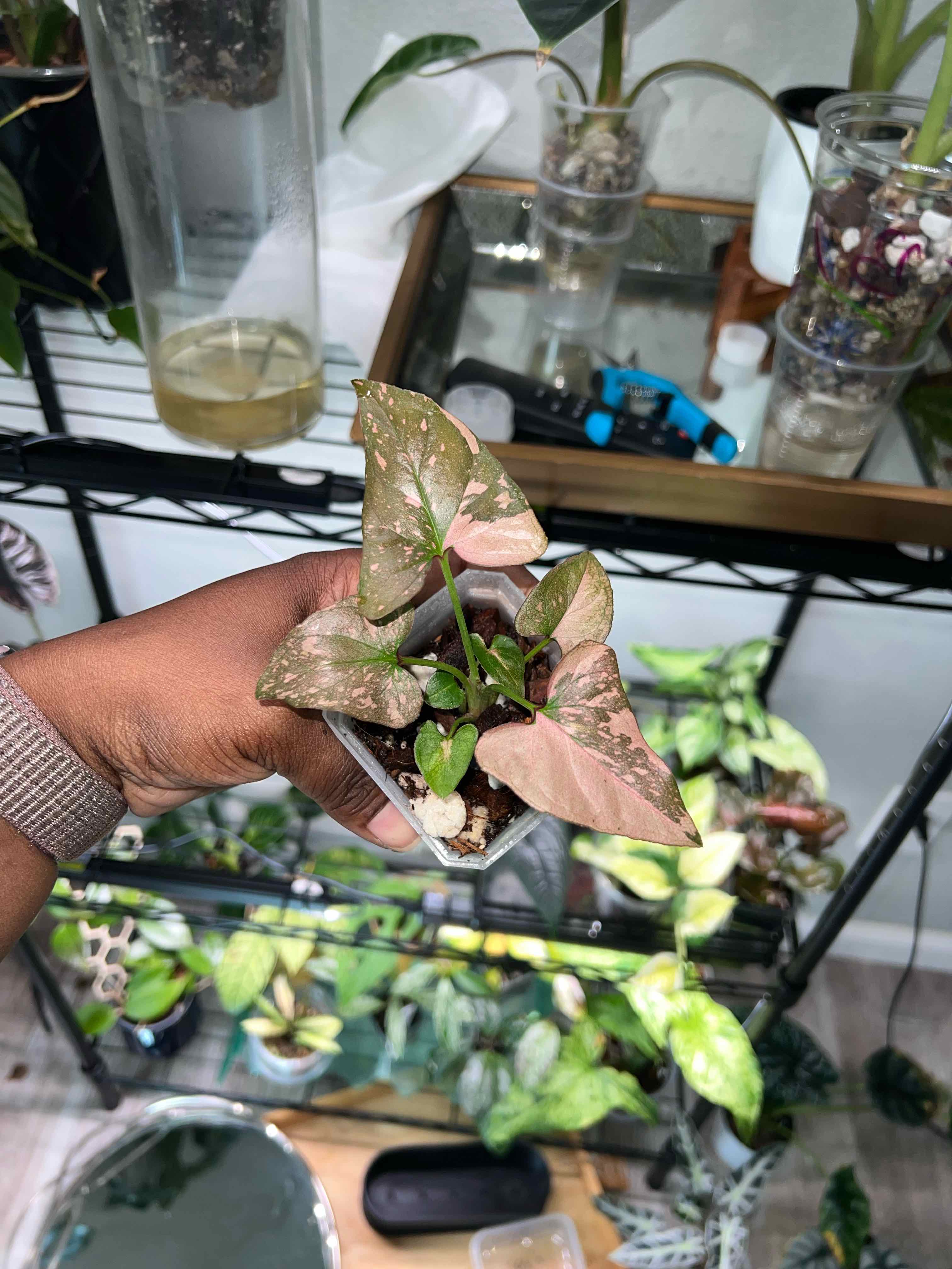 Photo of the plant species Syngonium Pink Splash by @DailyDose_OfLee named Pink Splash on Greg, the plant care app