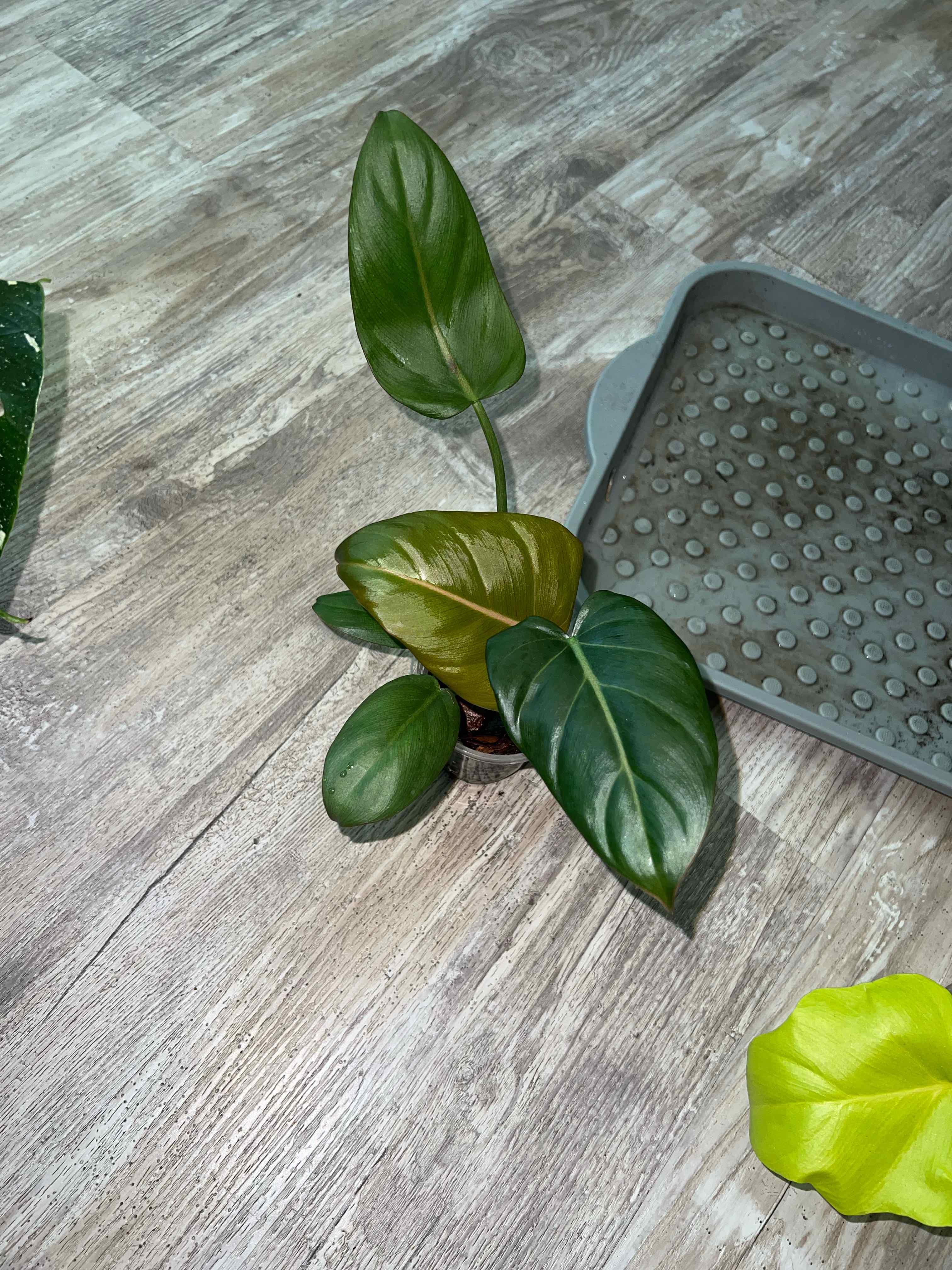 Photo of the plant species Philodendron 'Summer Glory' by @DailyDose_OfLee named Summer on Greg, the plant care app