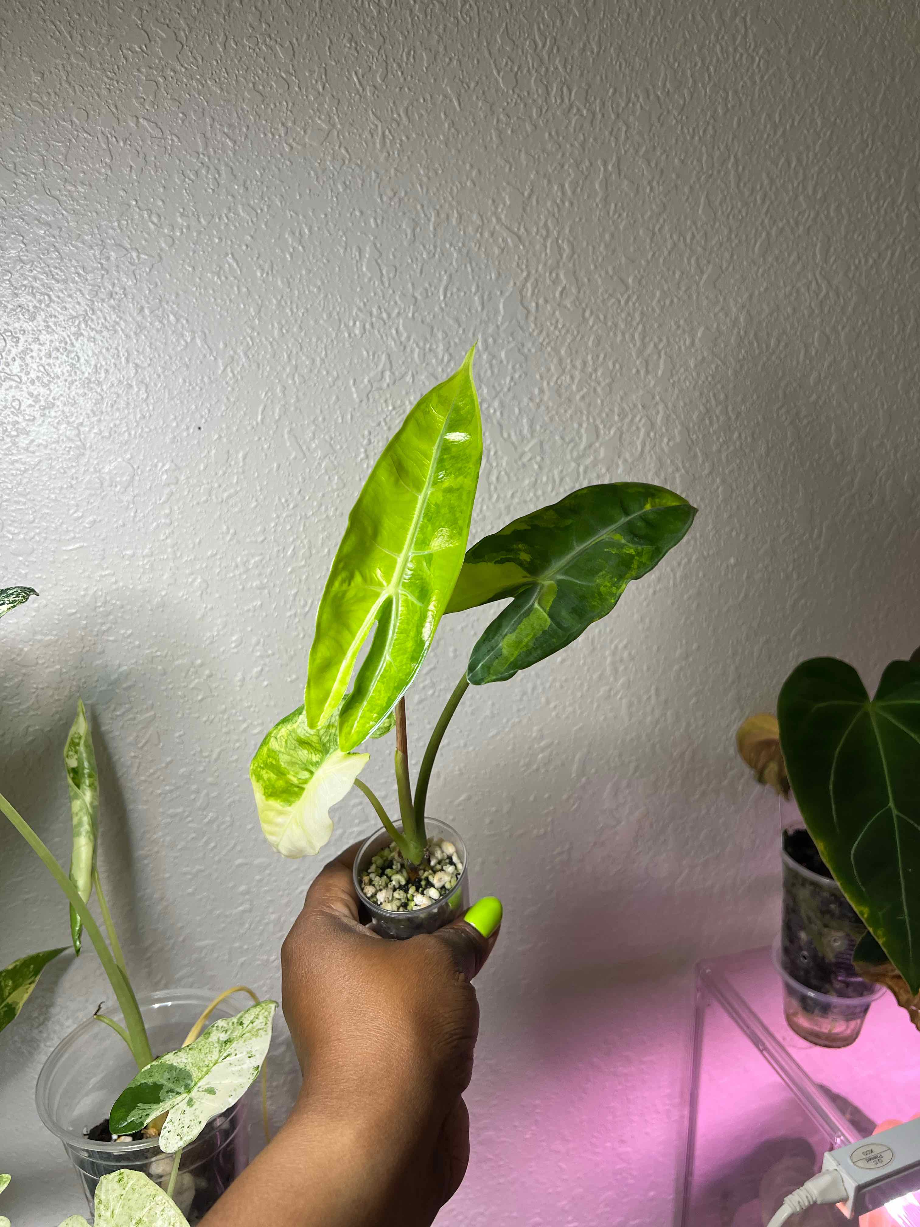 Photo of the plant species Alocasia Longiloba 'Aurea' by @DailyDose_OfLee named Lil Hiccup on Greg, the plant care app