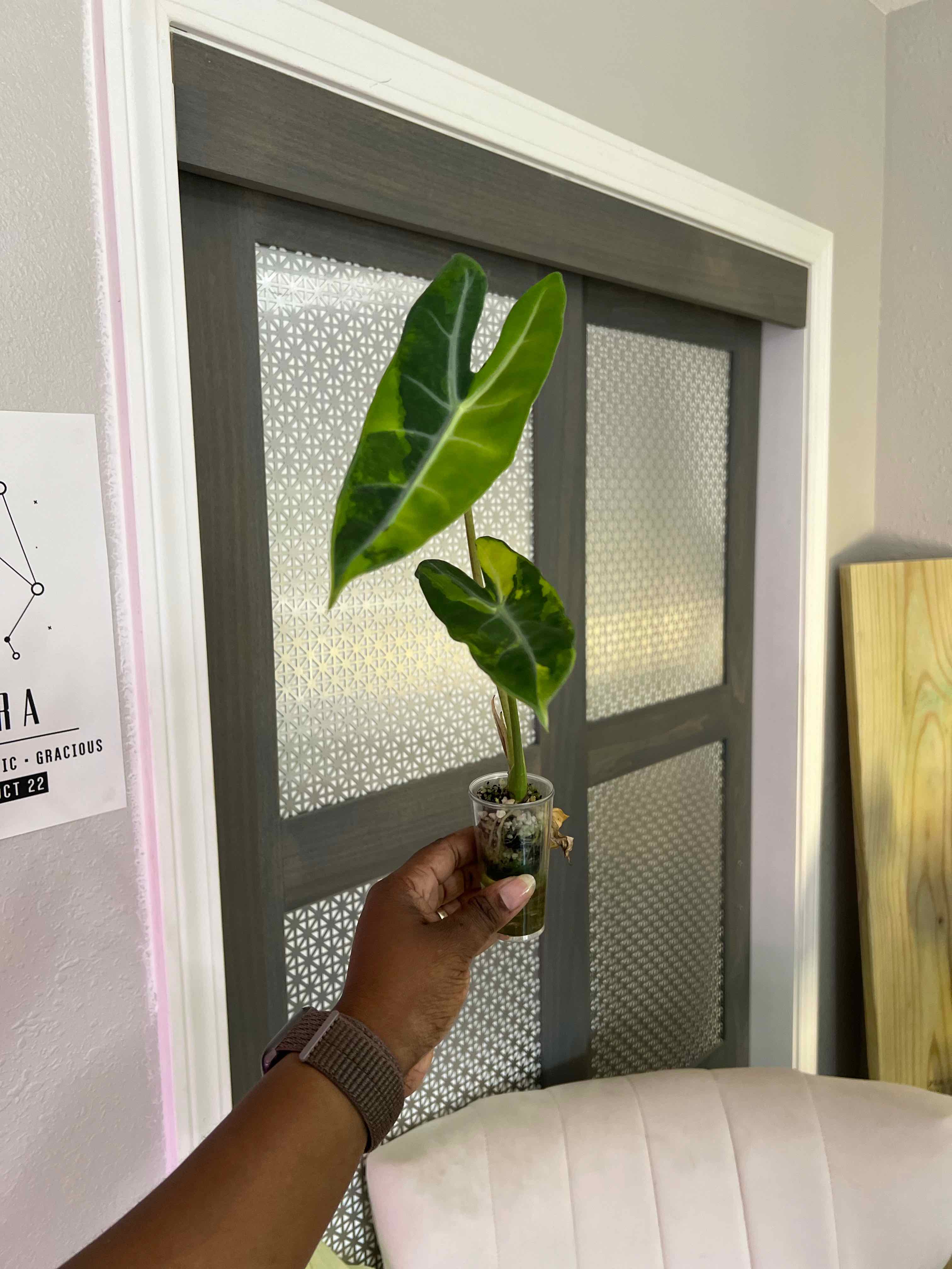 Photo of the plant species Alocasia Longiloba 'Aurea' by @DailyDose_OfLee named Lil Hiccup on Greg, the plant care app